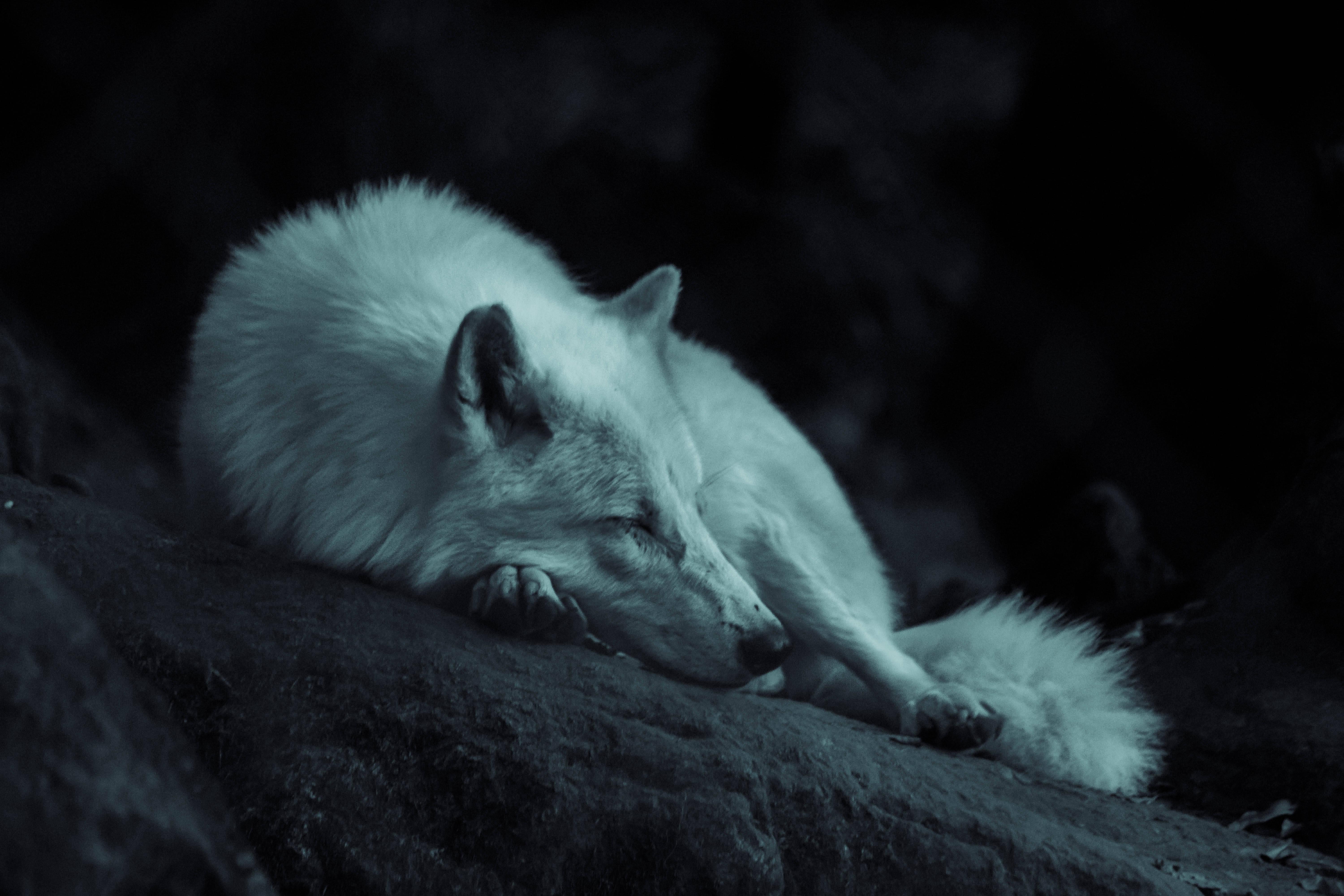Sleeping Cool Wolf — 6000x4000 wallpaper