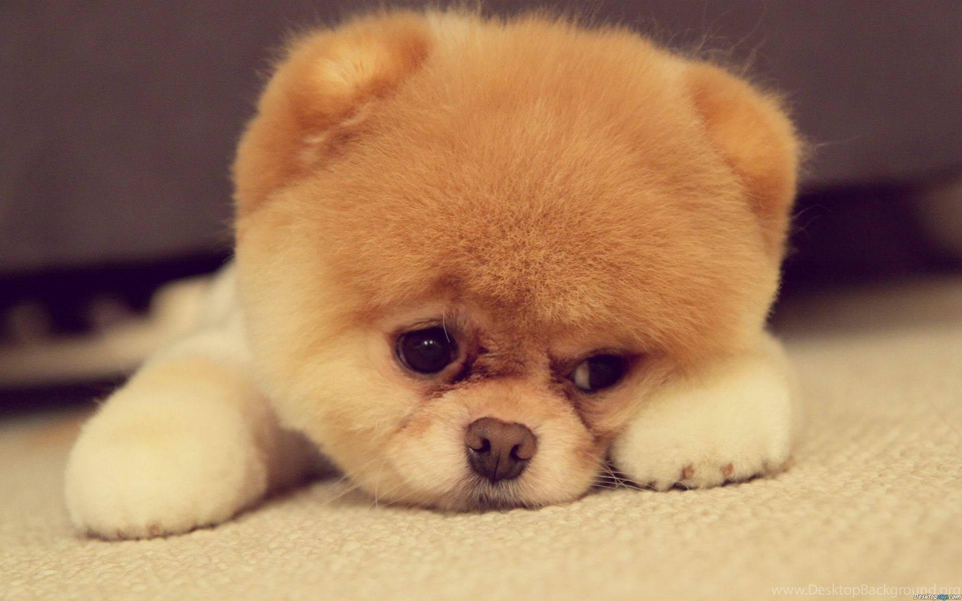 Sleepy Pomeranian Puppy — 1920x1200 wallpaper