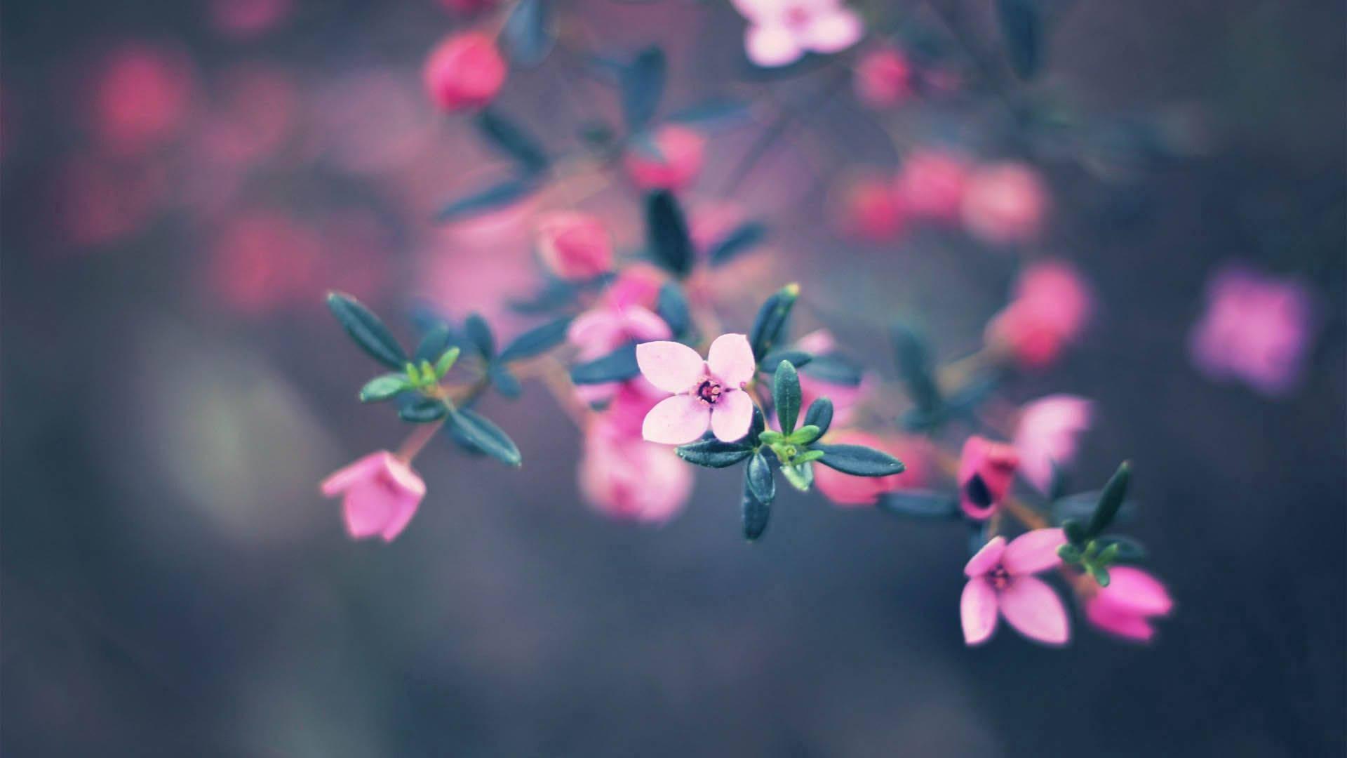 Small Baby Pink Flower — 1920x1080 wallpaper