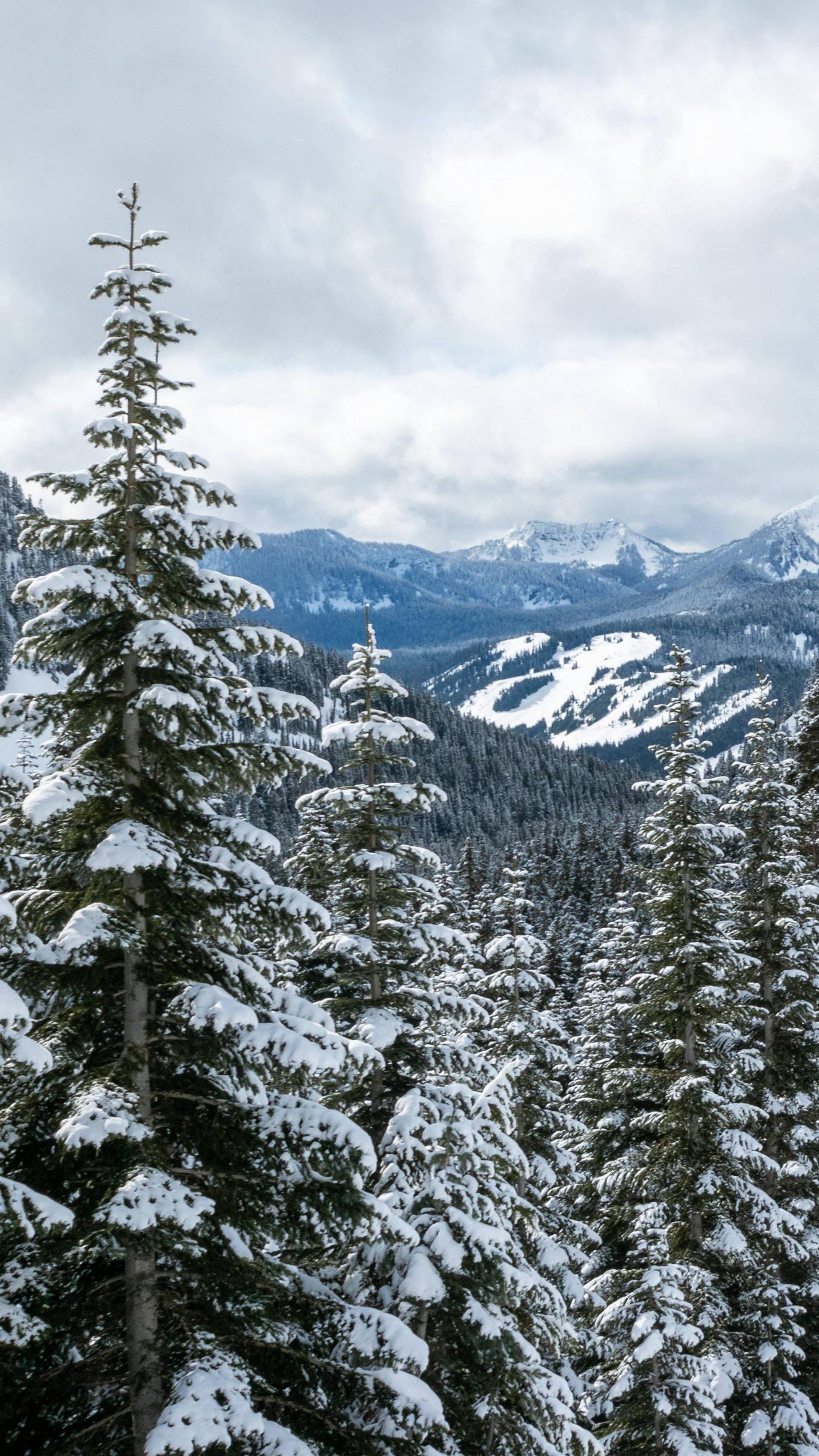 Snow Mountain Trees Winter iPhone — 1350x2400 wallpaper