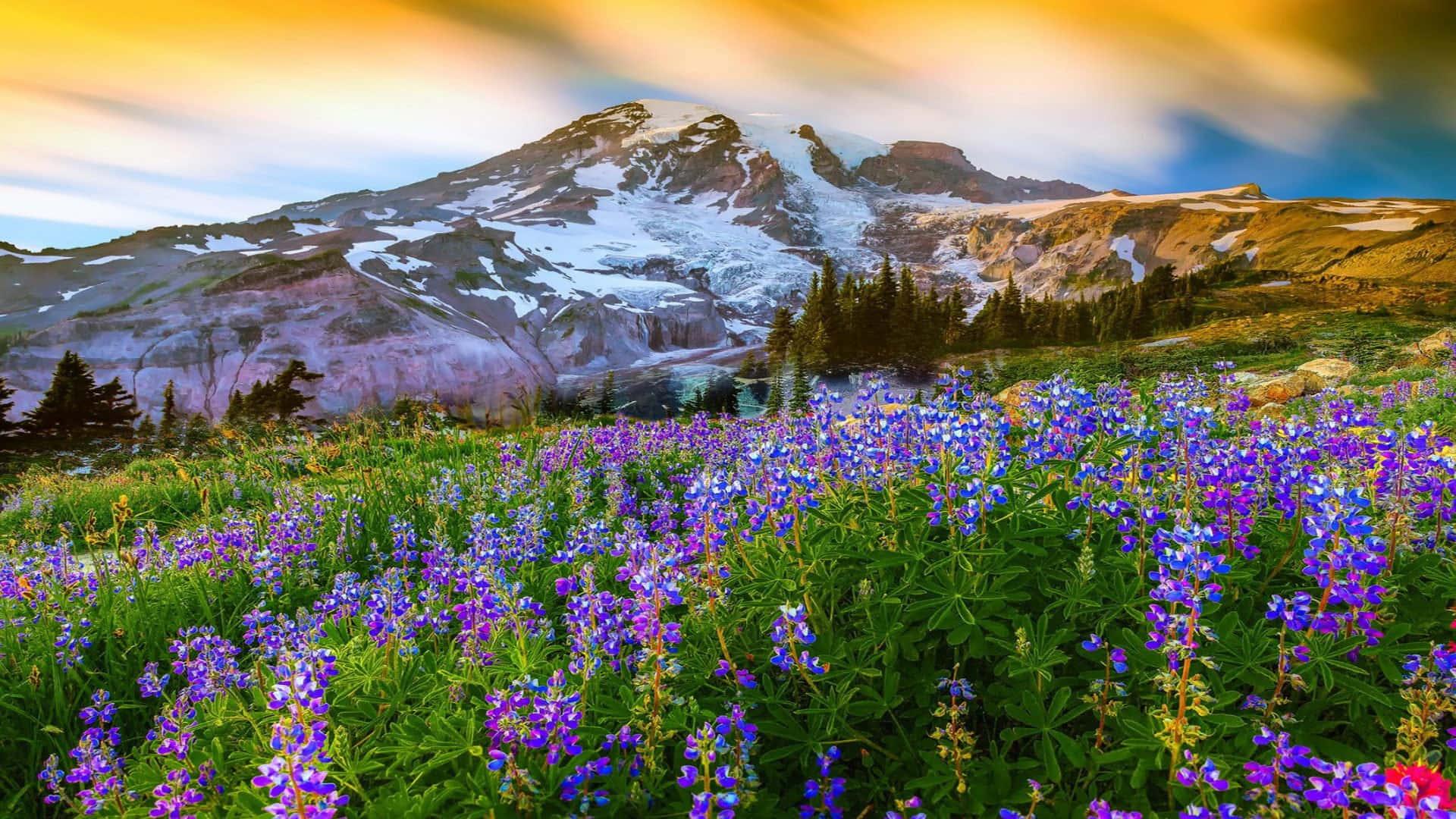 Snow Mountain With Purple Flowers Landscape Picture — 1920x1080 wallpaper
