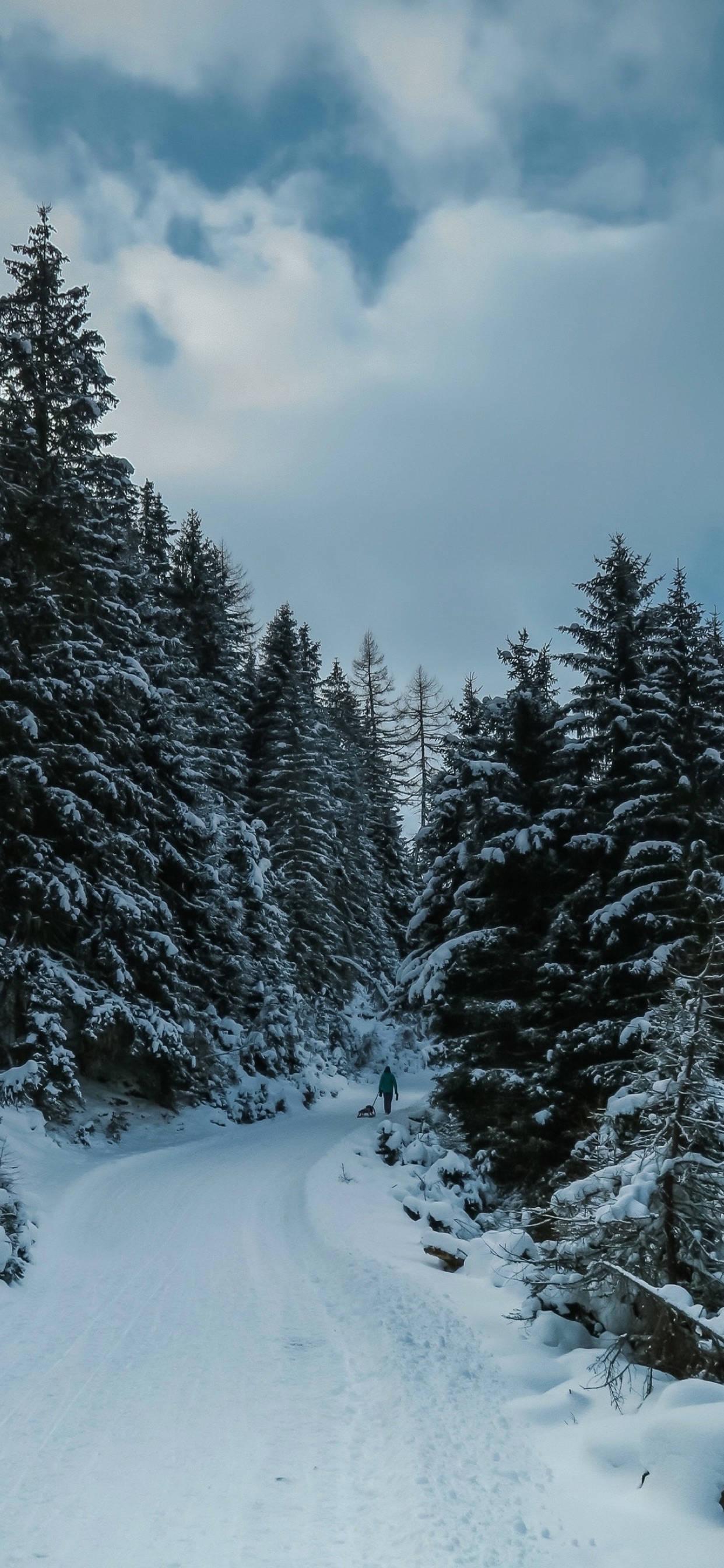 Snow Trees Winter iPhone — 1242x2688 wallpaper