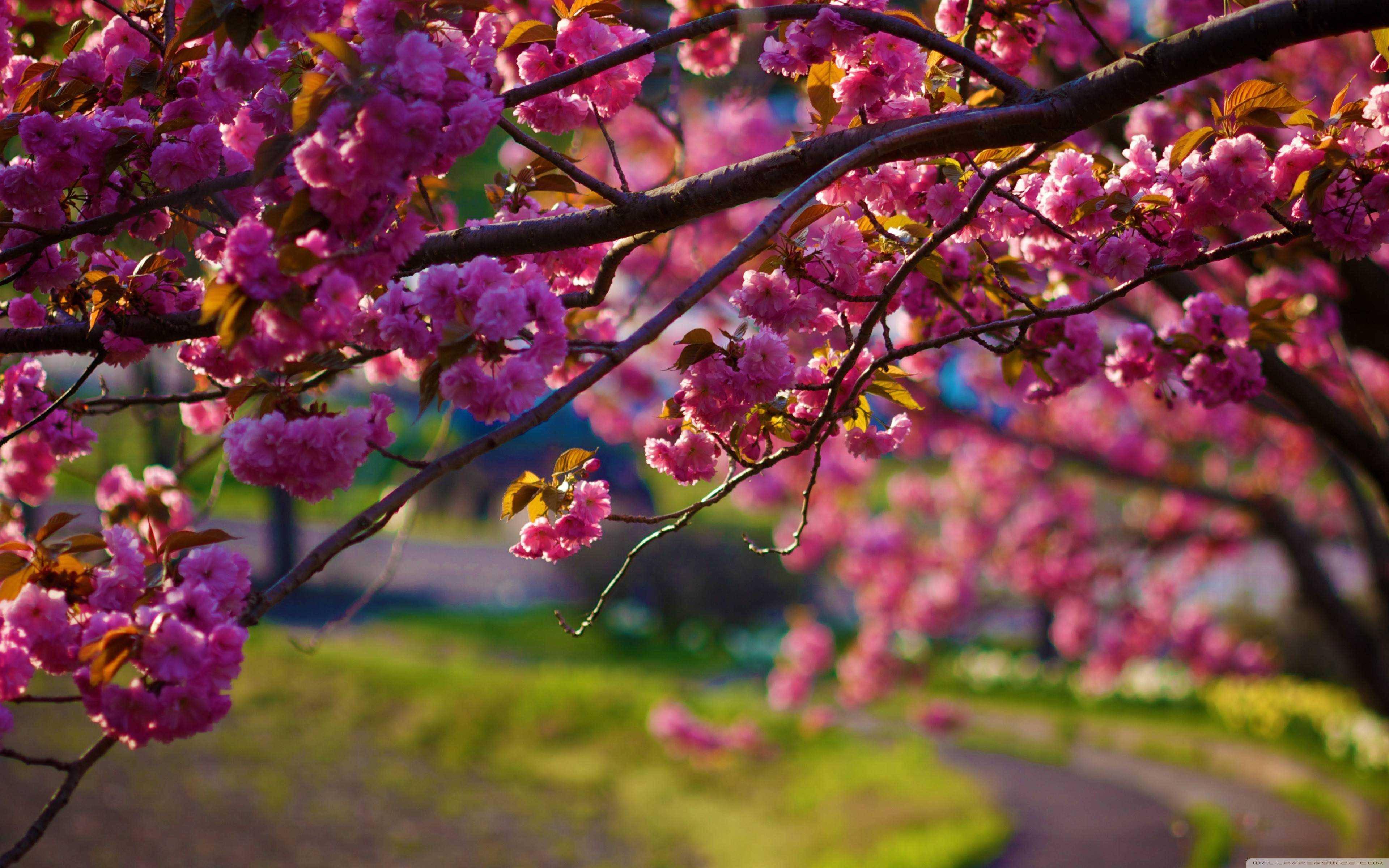 Soft Pink Sakura Falling Gently on a Japanese Spring Desktop — 3840x2400 wallpaper