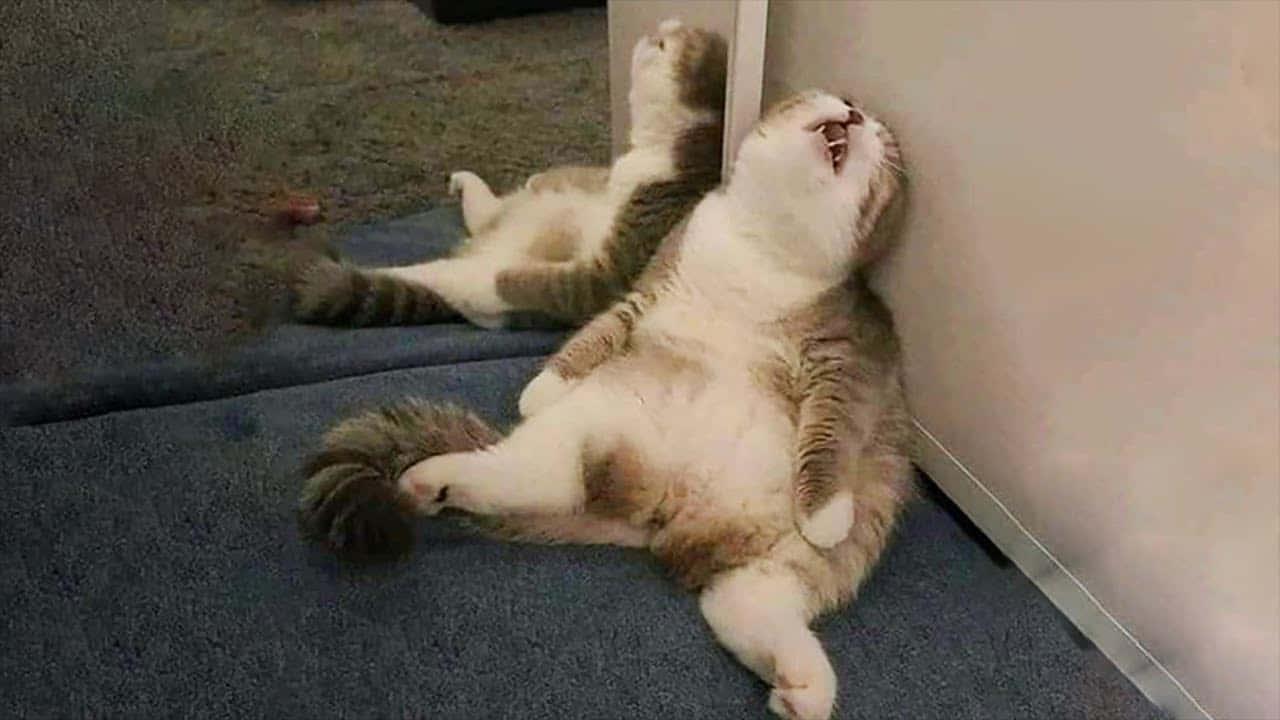 Sometimes Life Can Be Hilarious! — 1280x720 wallpaper
