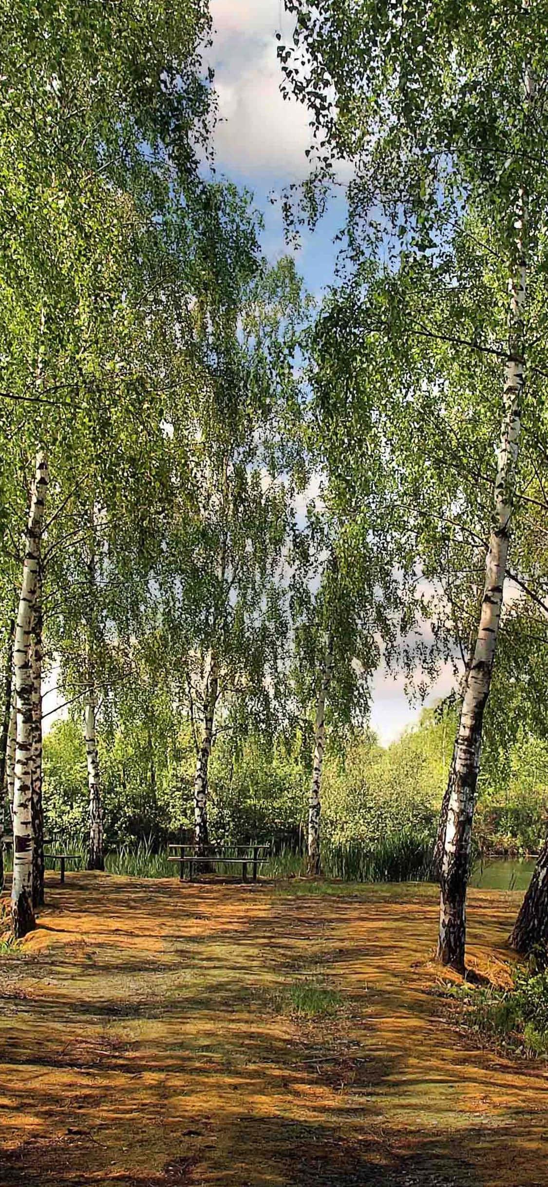 Spend the Summer in Style with a New iPhone — 1125x2436 wallpaper