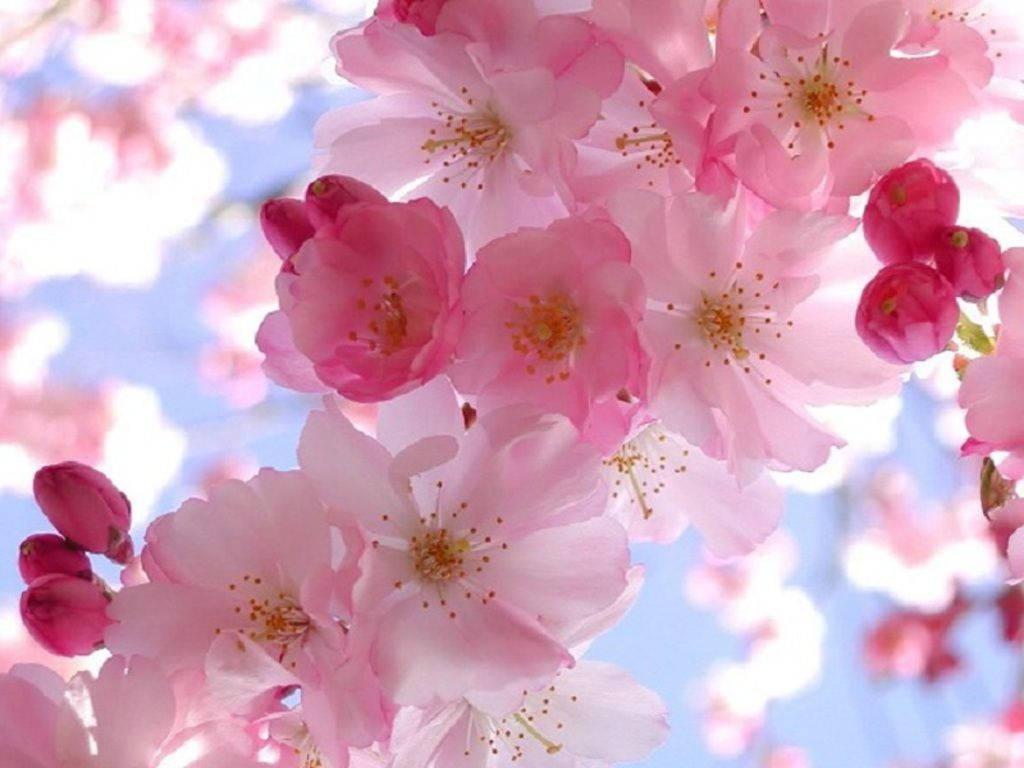 Spring Cherry Blossom — 1024x768 wallpaper