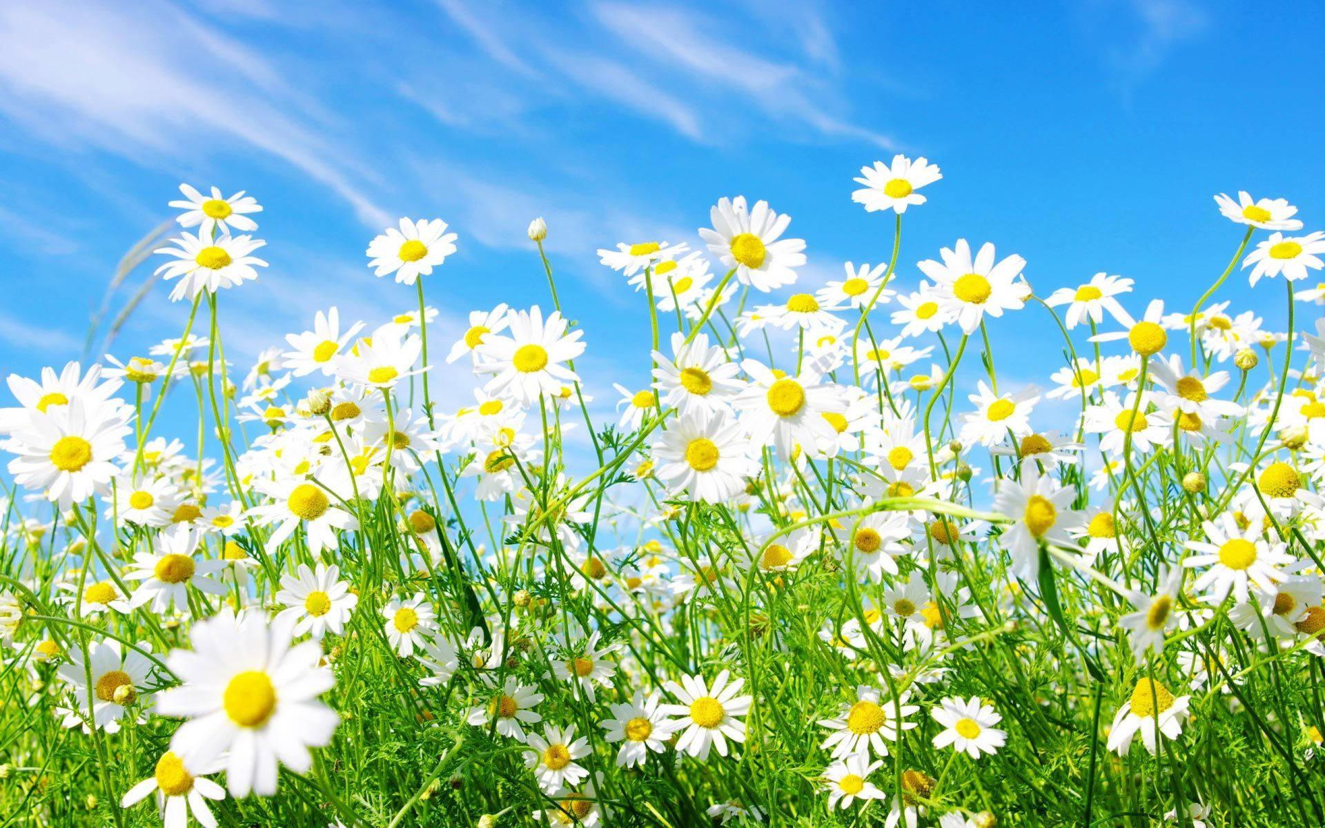 Spring Daisies — 1920x1200 wallpaper