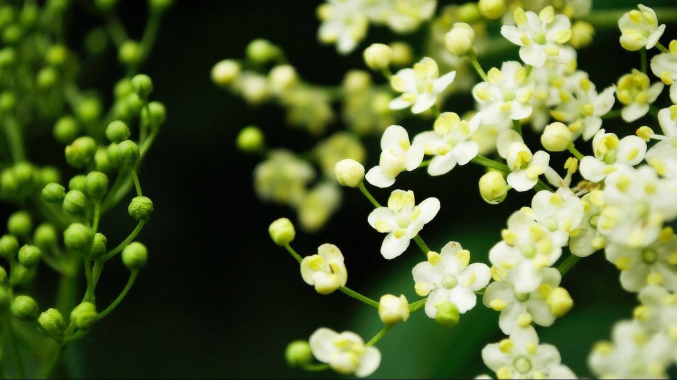 Spring Desk Elderflower — 1366x768 wallpaper