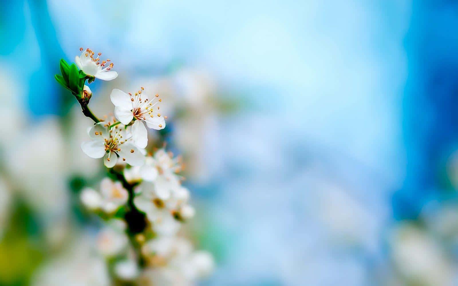 Spring Desktop background — 1600x1000 wallpaper