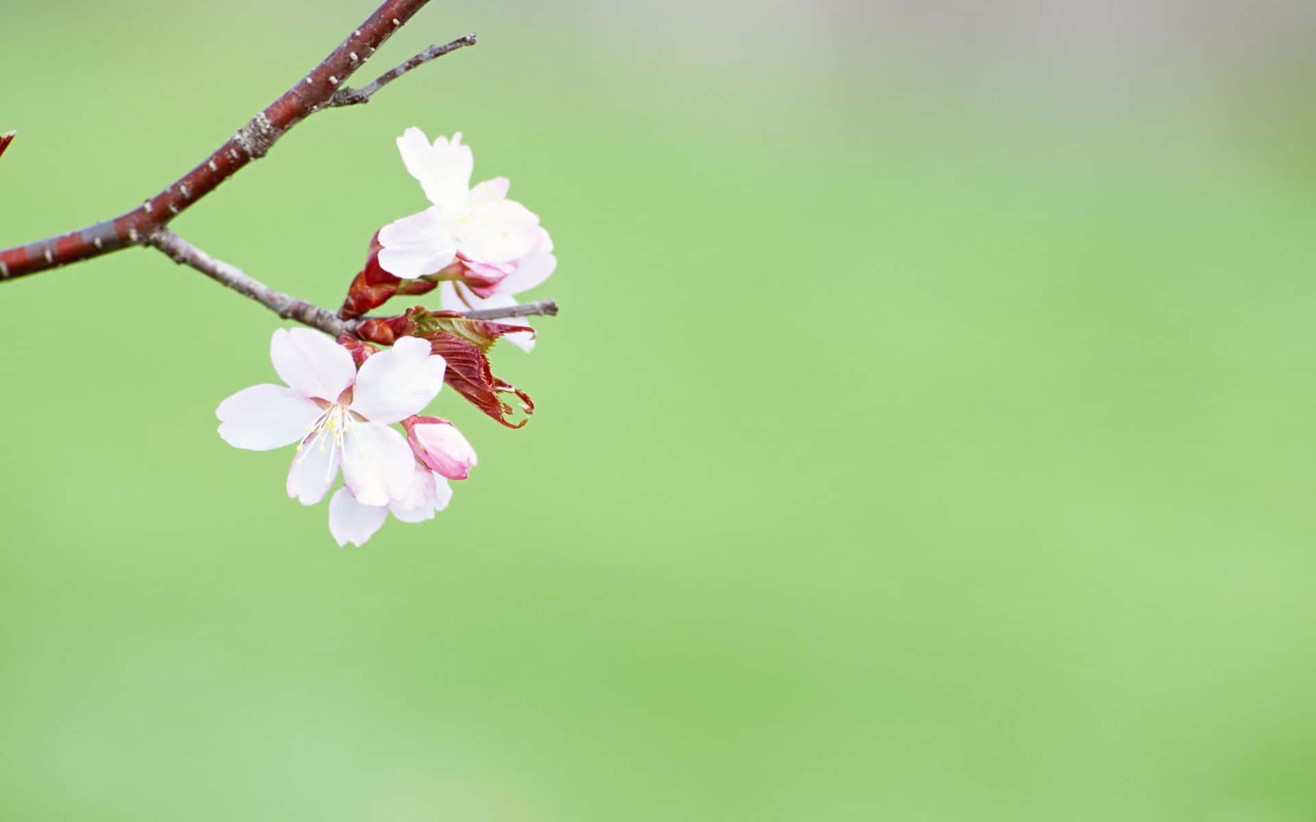 Spring Desktop background — 1920x1200 wallpaper