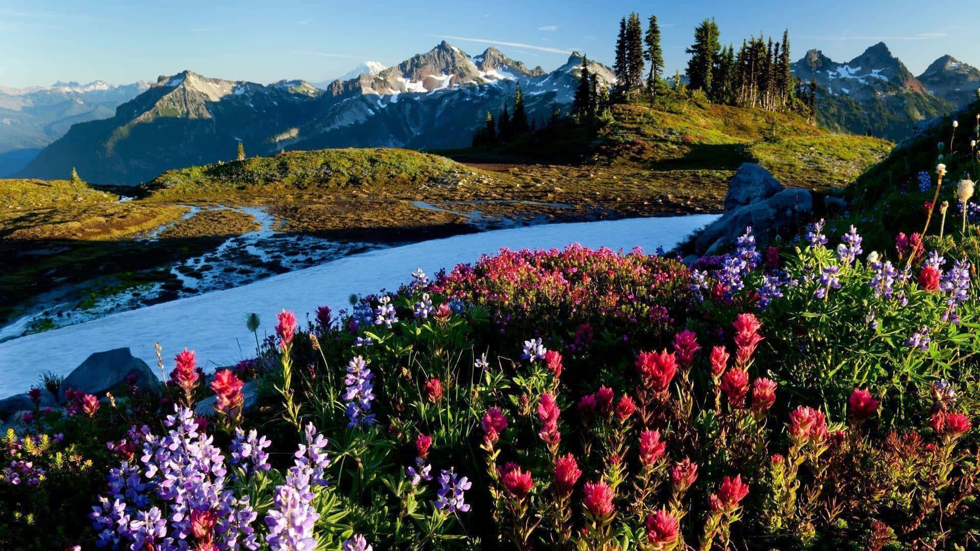 Spring Desktop background — 1920x1080 wallpaper