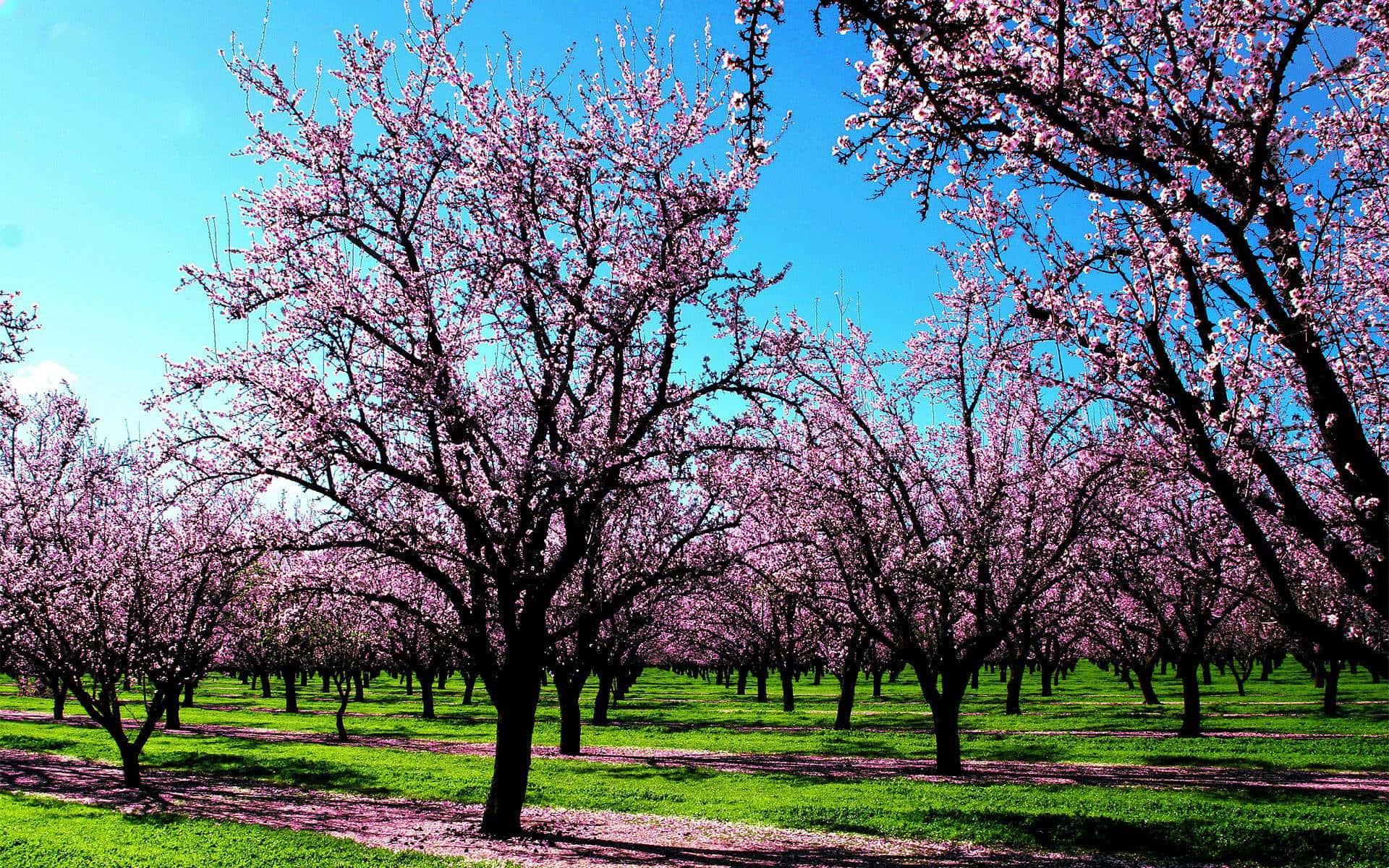 Spring Desktop background — 1920x1200 wallpaper