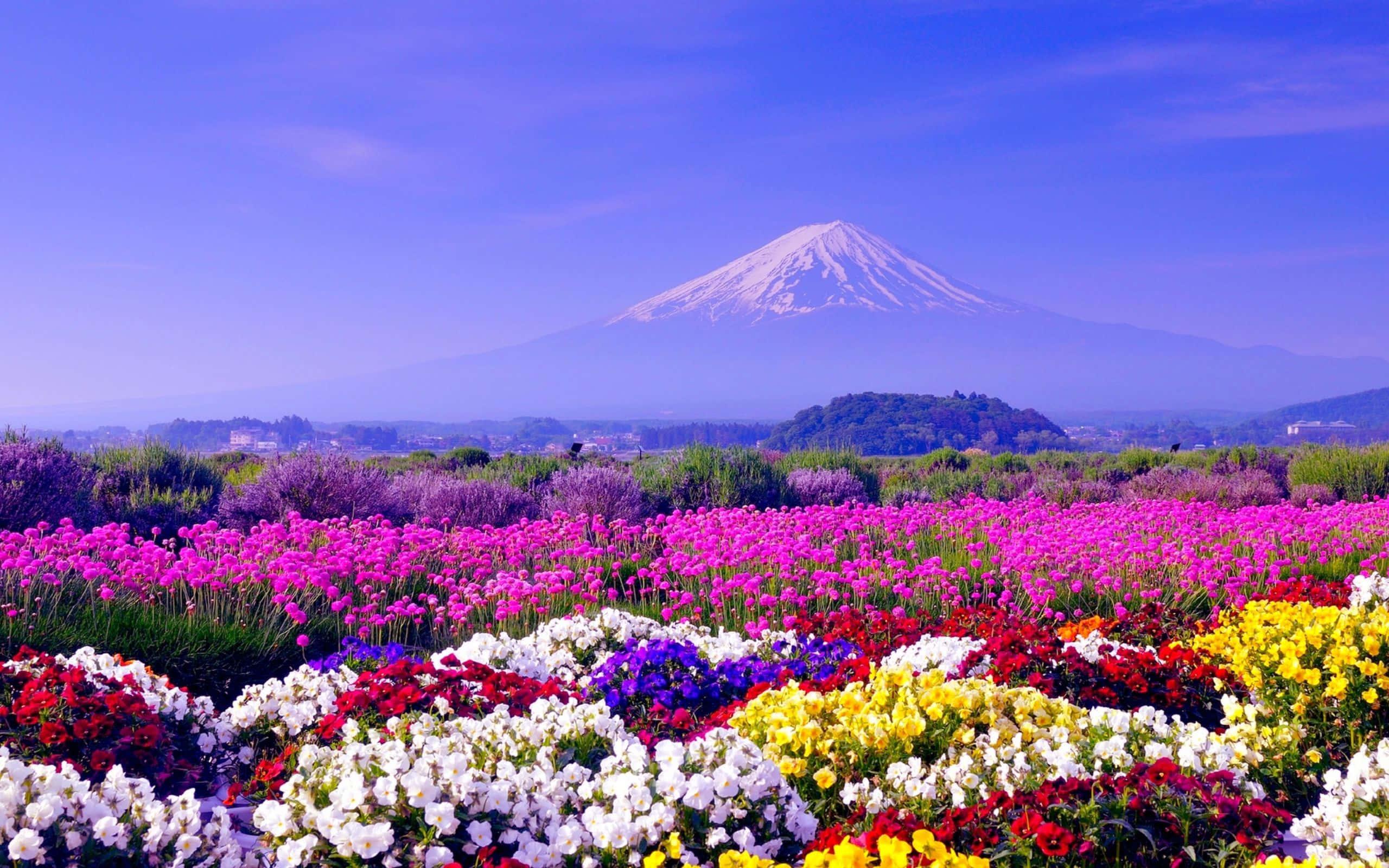 Spring Desktop background — 2560x1600 wallpaper