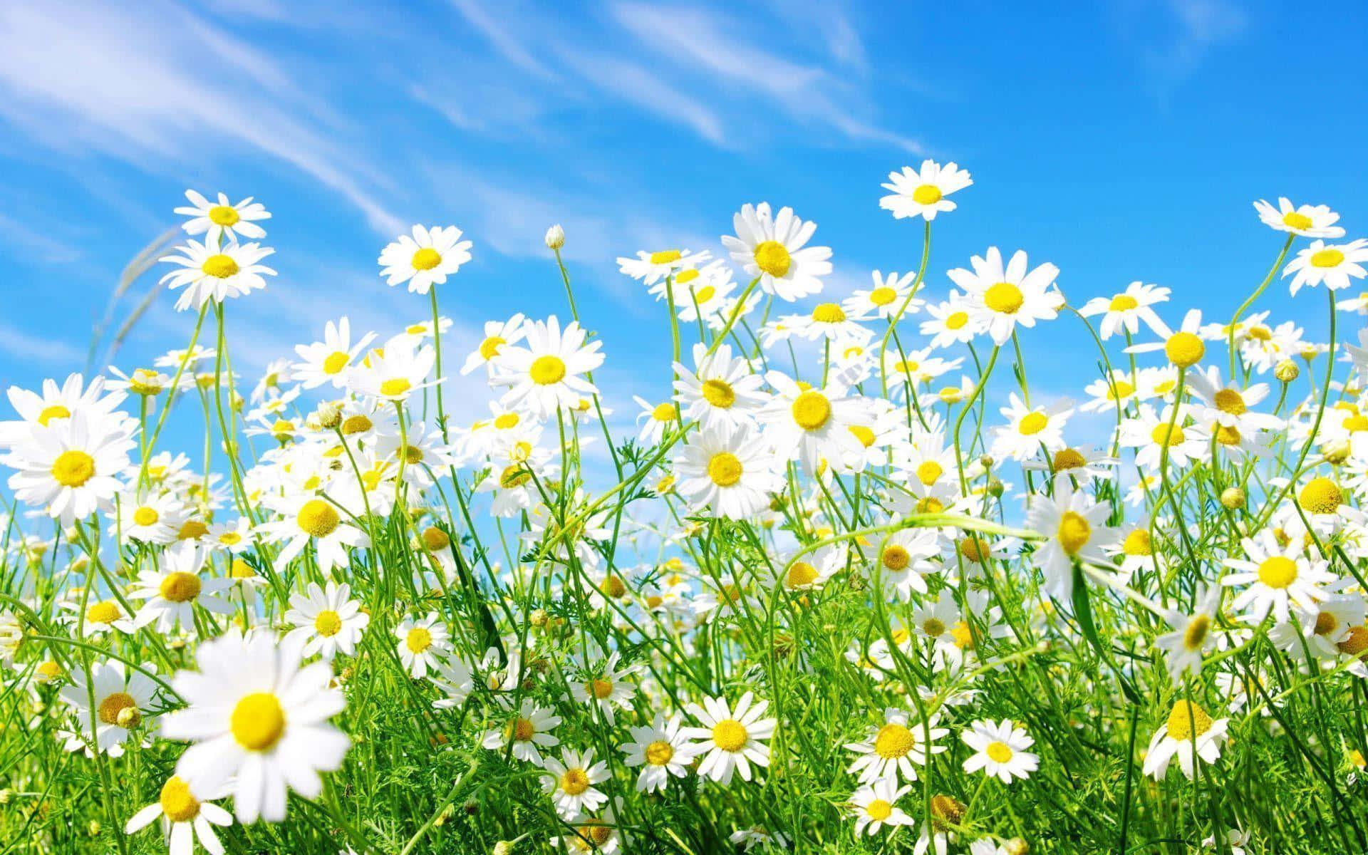 Spring Desktop background — 1920x1200 wallpaper