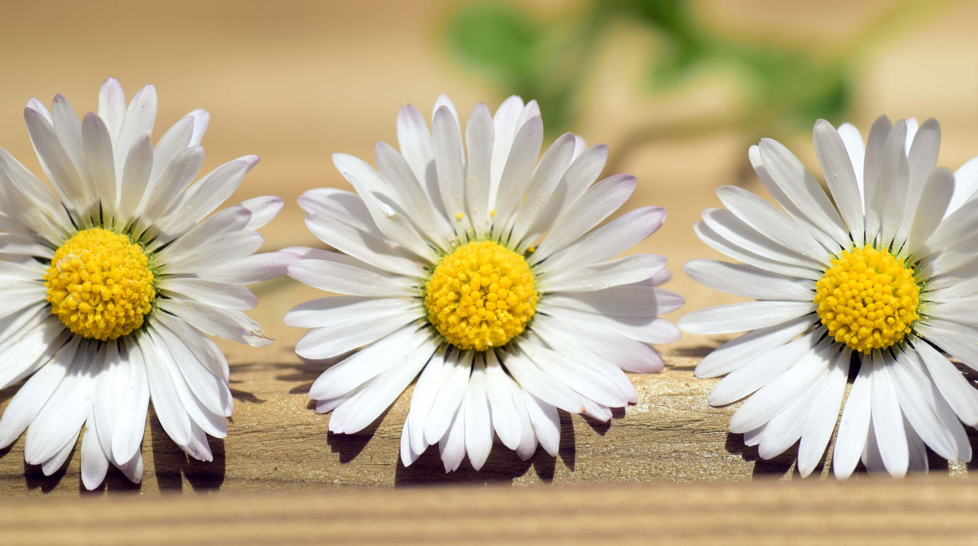 Spring Desktop background — 3840x2145 wallpaper