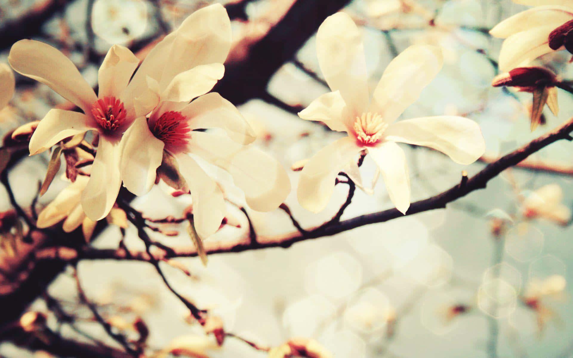 Spring Desktop background — 1920x1200 wallpaper