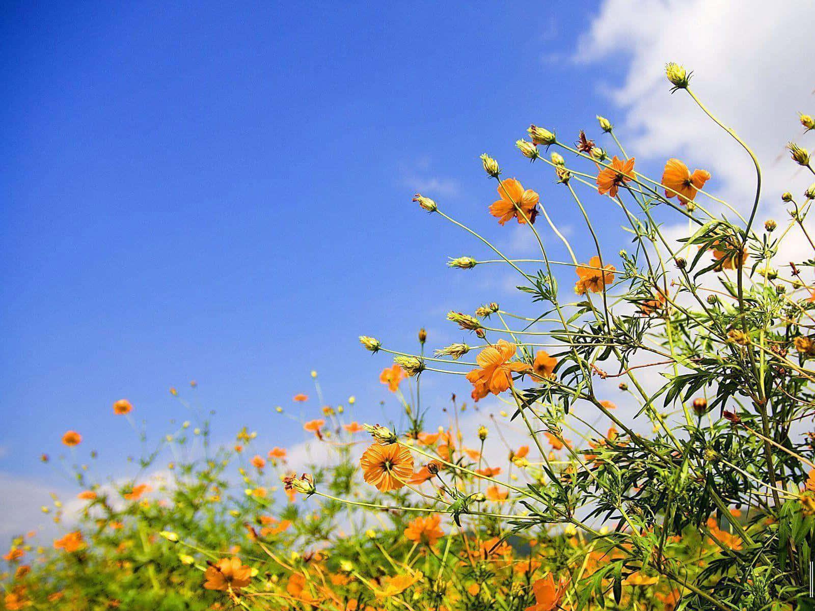 Spring Desktop background — 1600x1200 wallpaper