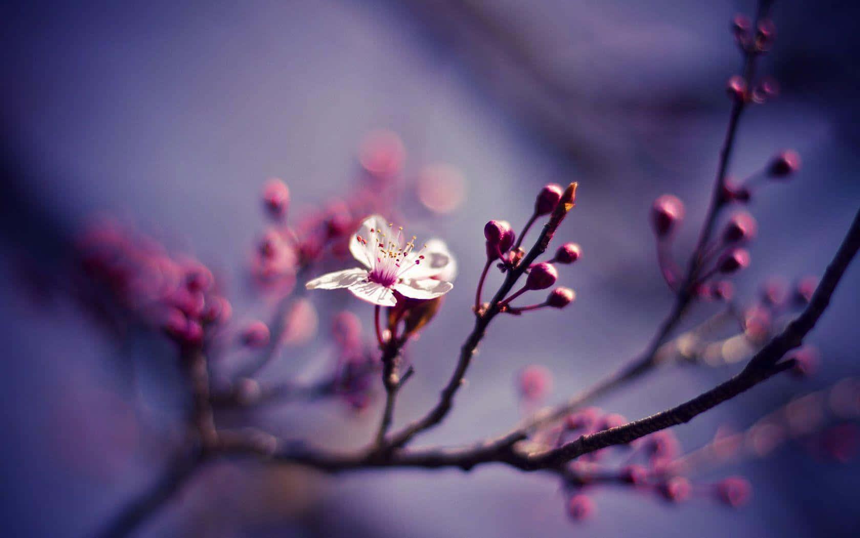 Spring Desktop background — 1680x1050 wallpaper