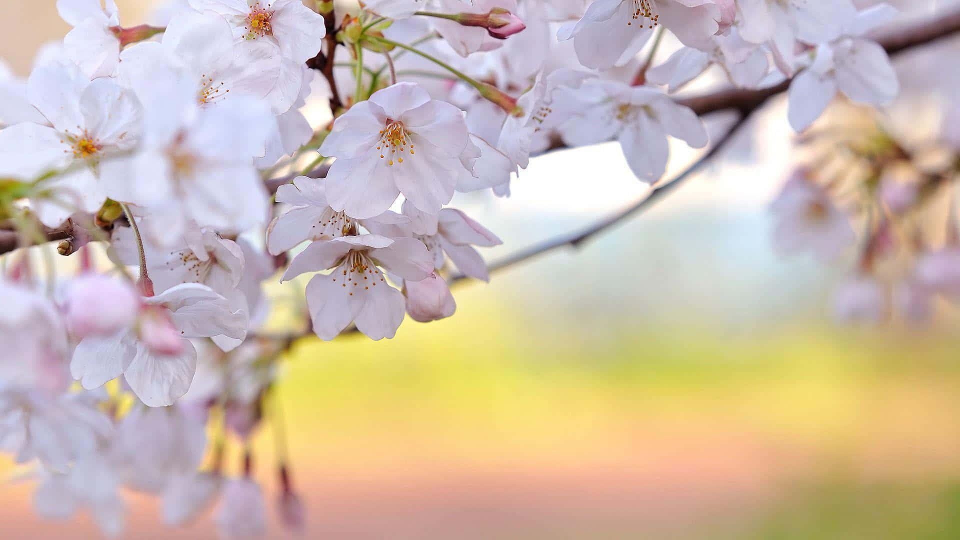 Spring Desktop background — 1920x1080 wallpaper