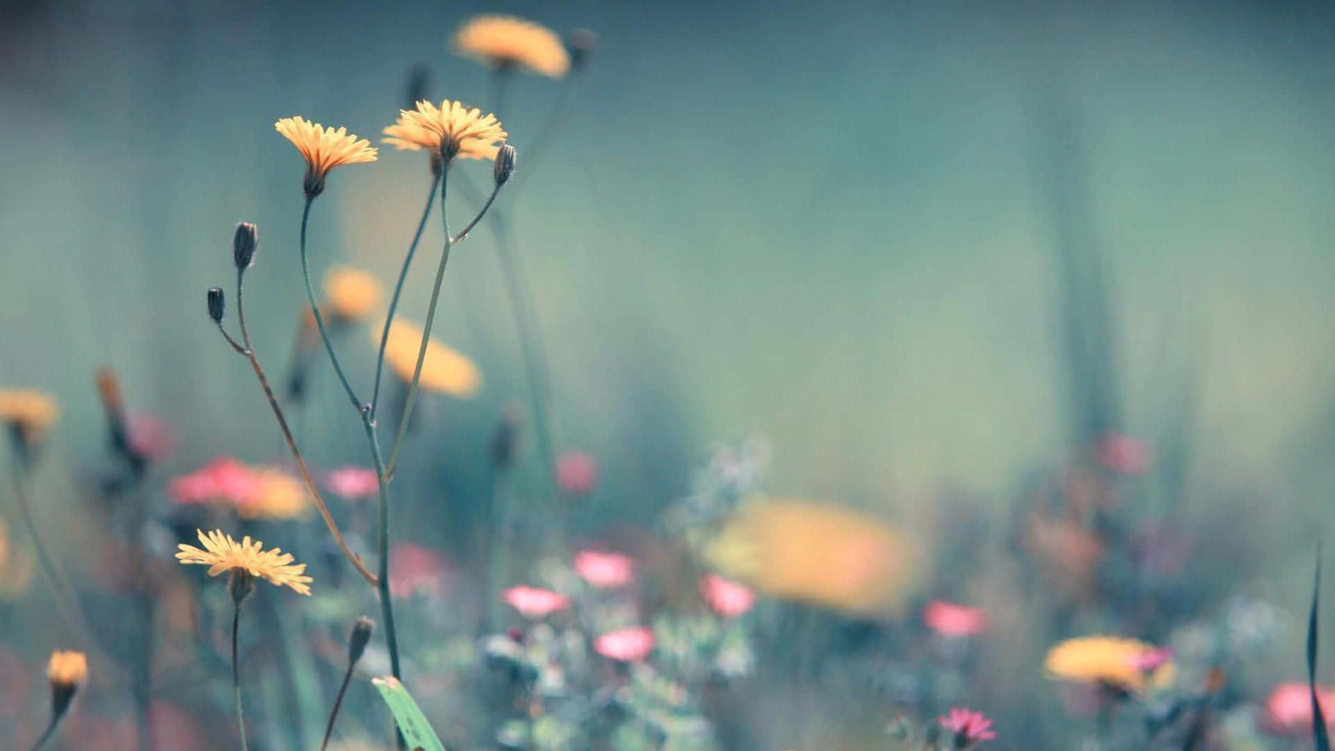 Spring Desktop background — 1920x1080 wallpaper