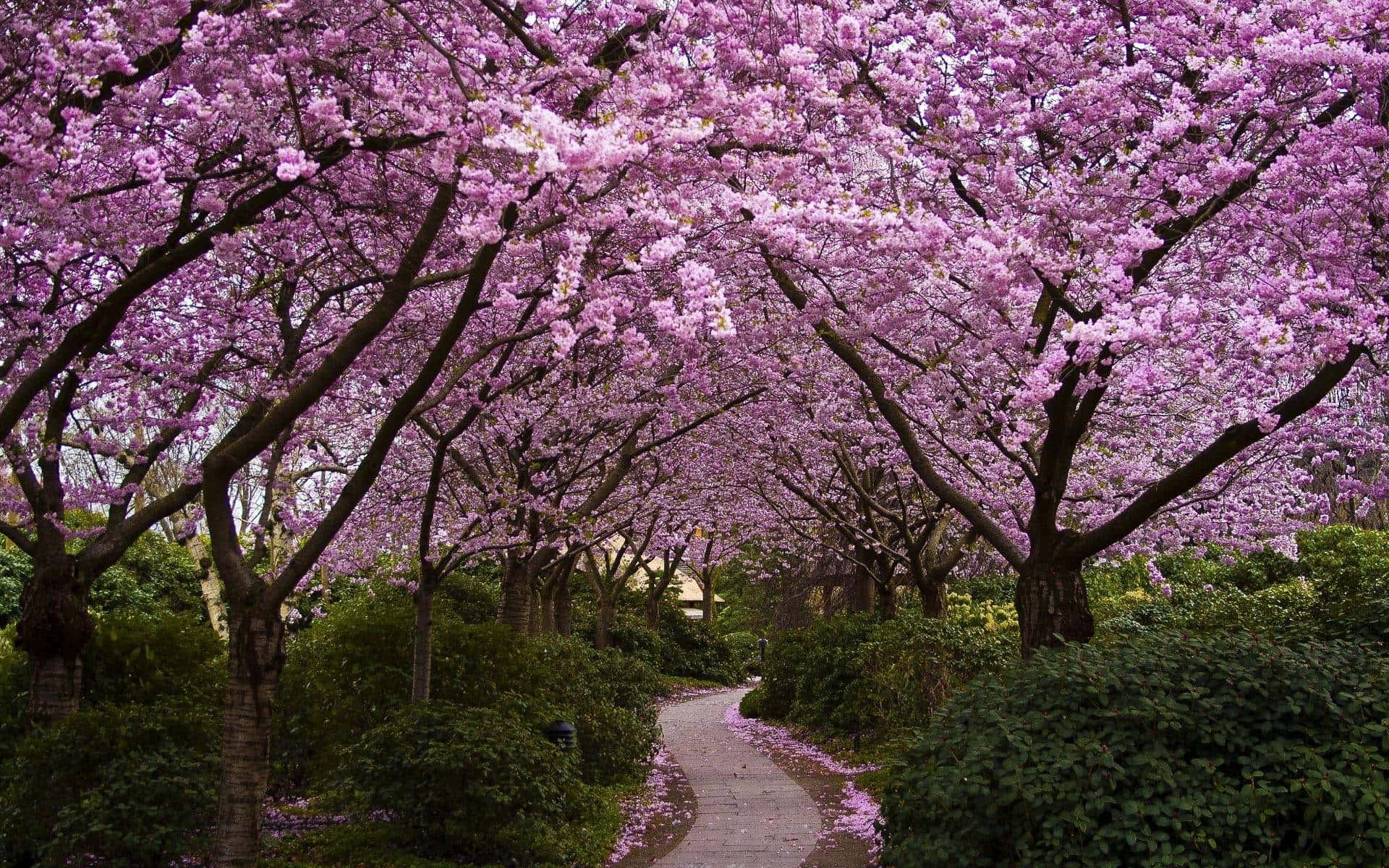 Spring Desktop background — 1920x1200 wallpaper