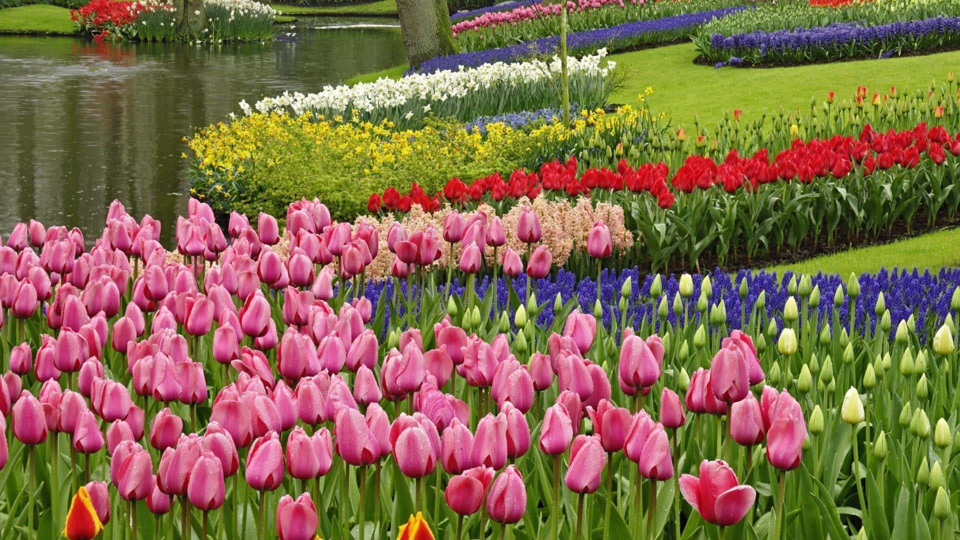 Spring Desktop background — 1920x1080 wallpaper