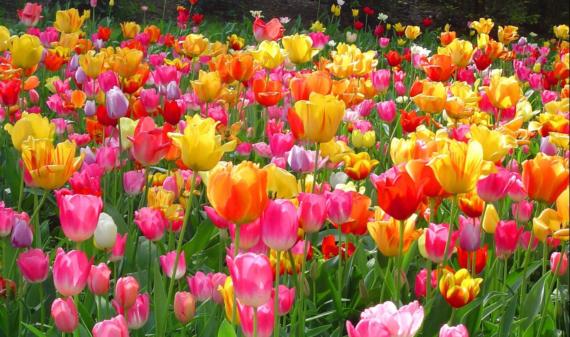 Spring Desktop background — 1912x1133 wallpaper