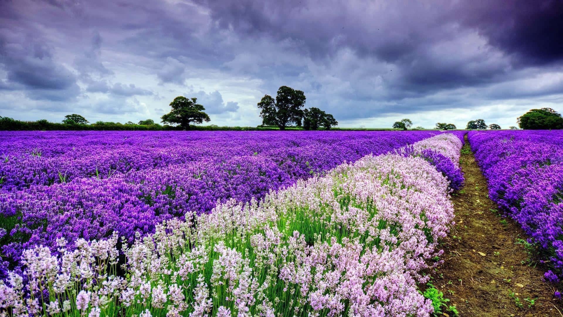 Spring Desktop background — 1920x1080 wallpaper