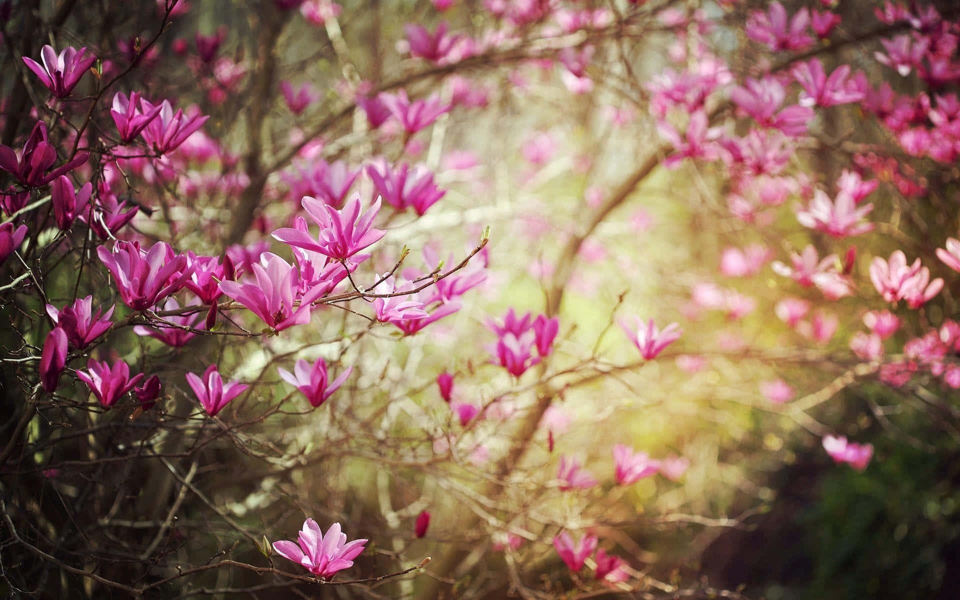 Spring Desktop background — 1920x1200 wallpaper