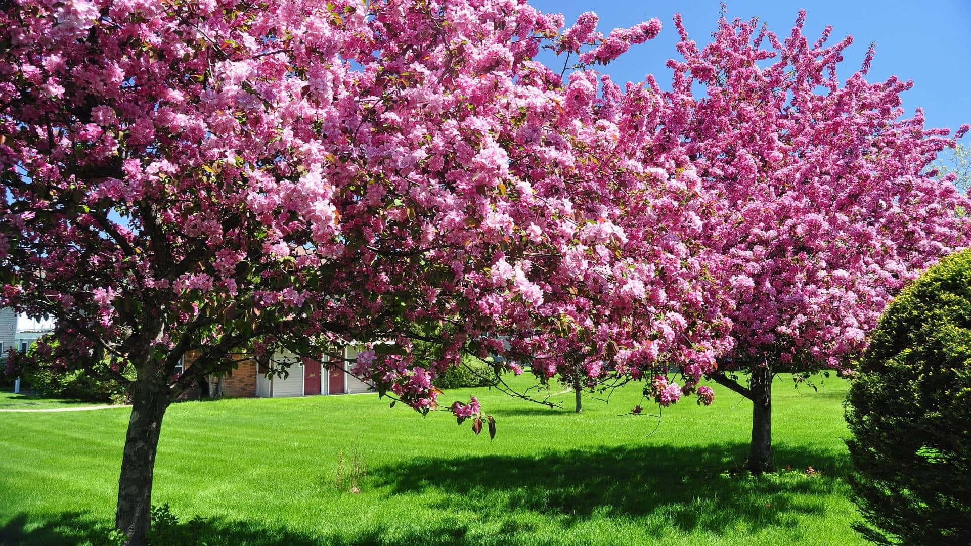 Spring Desktop background — 1920x1080 wallpaper