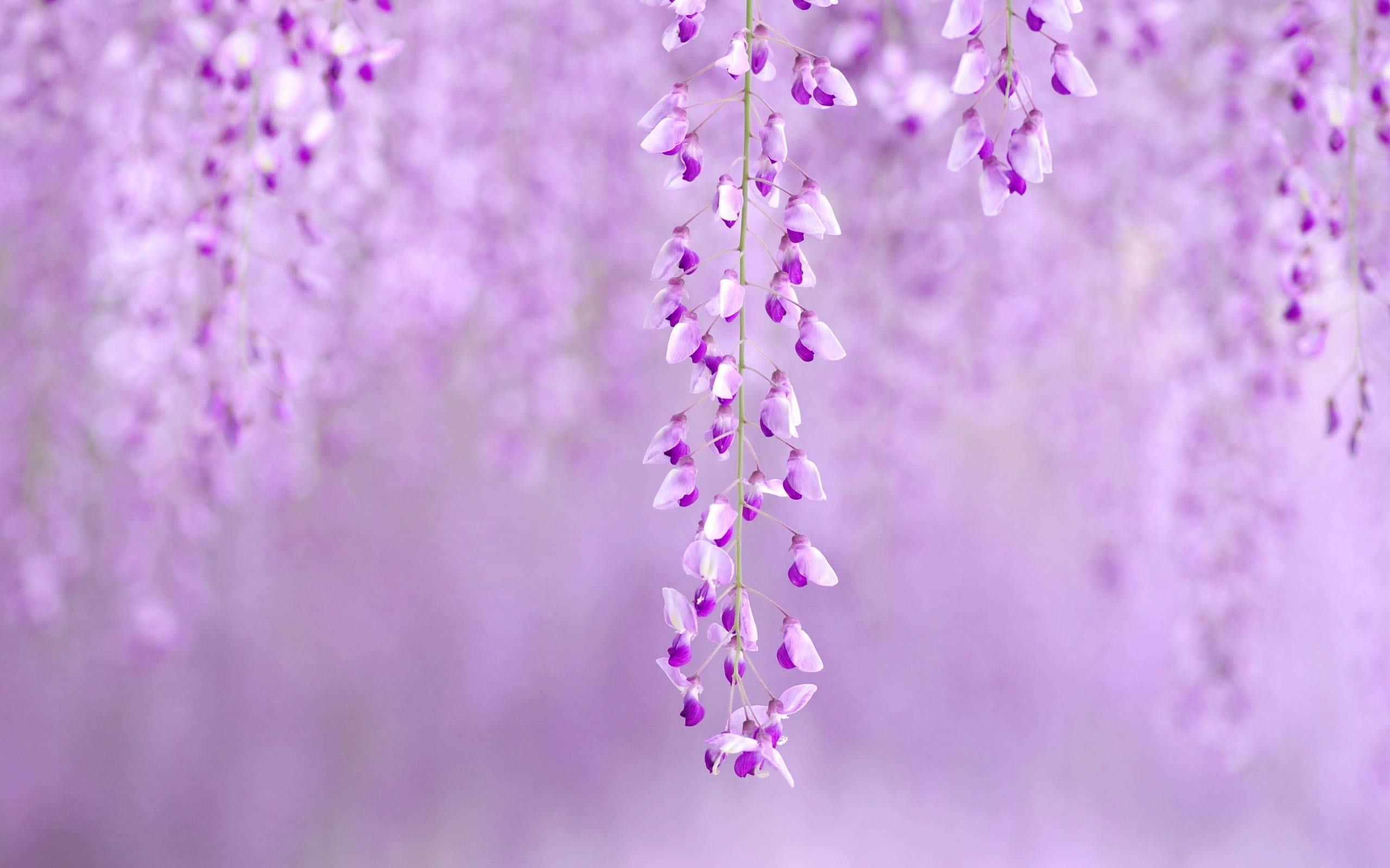Spring Desktop background — 2560x1600 wallpaper