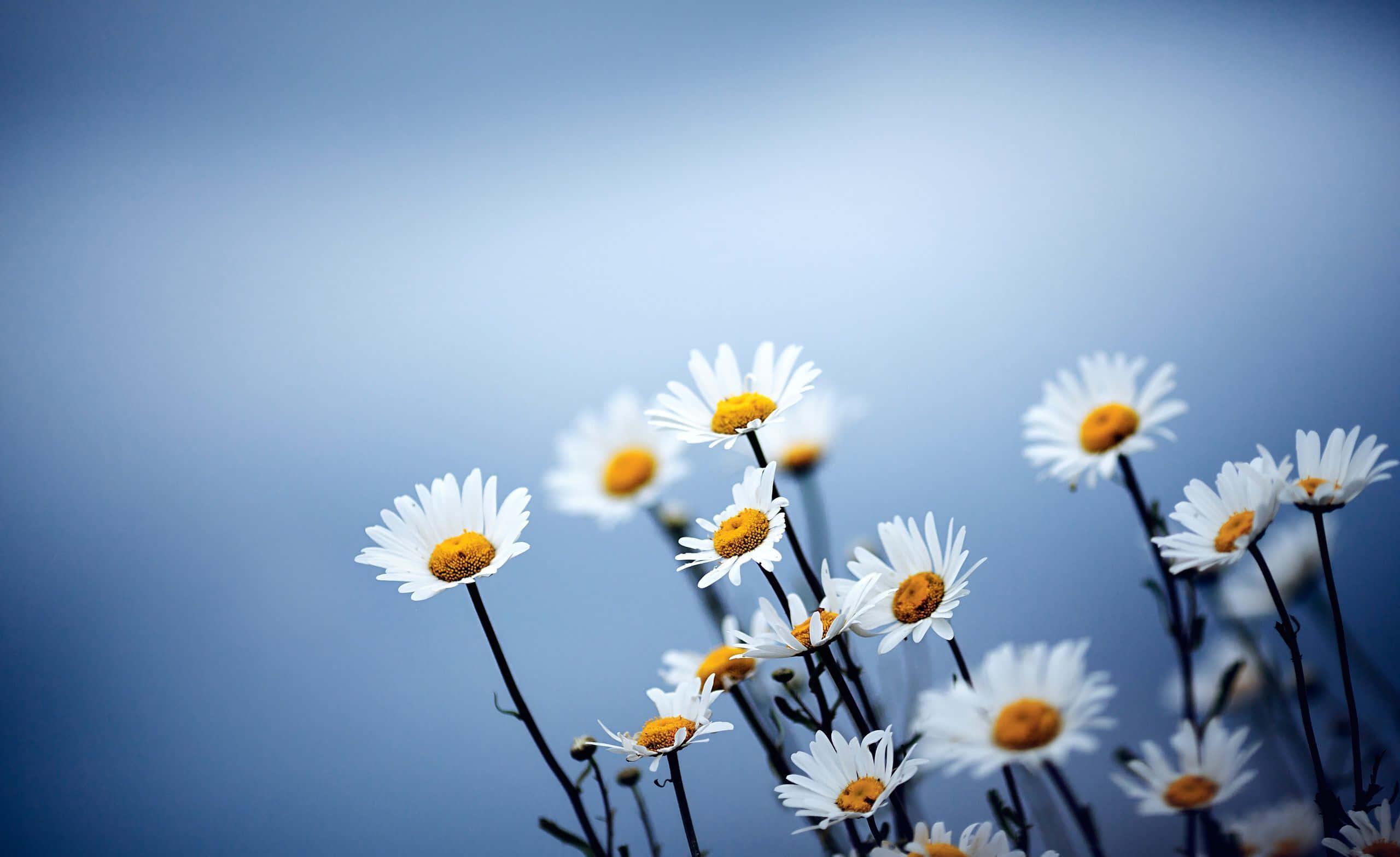 Spring Desktop background — 2560x1567 wallpaper