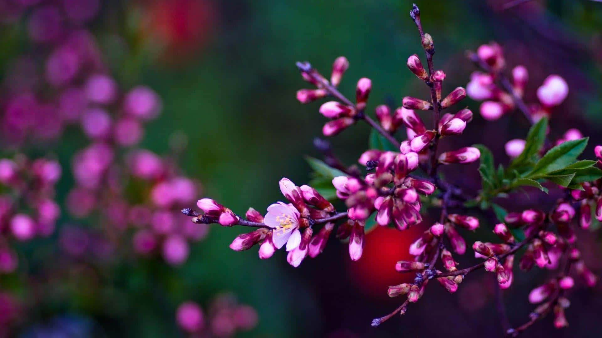 Spring Desktop background — 1920x1080 wallpaper