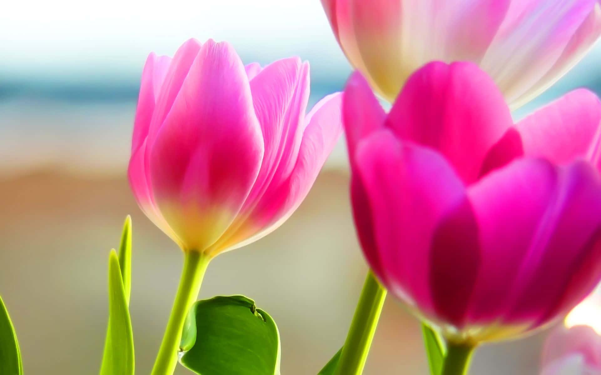 Spring Desktop background — 1920x1200 wallpaper