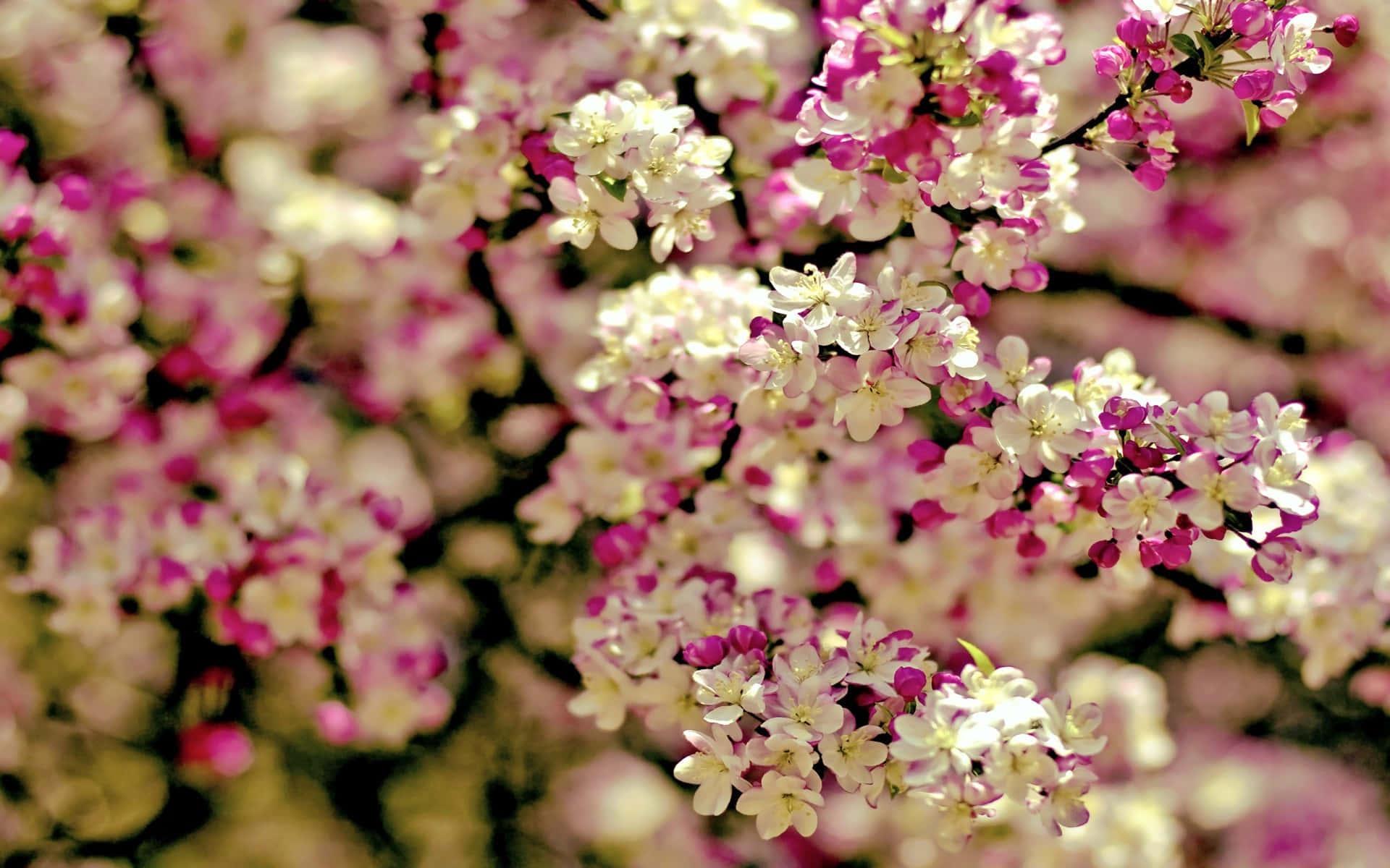 Spring Desktop background — 1920x1200 wallpaper
