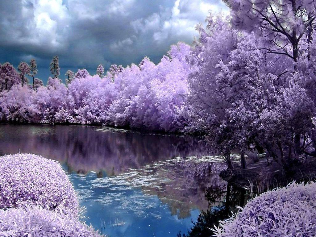 Spring Desktop Lavender Trees — 1024x768 wallpaper