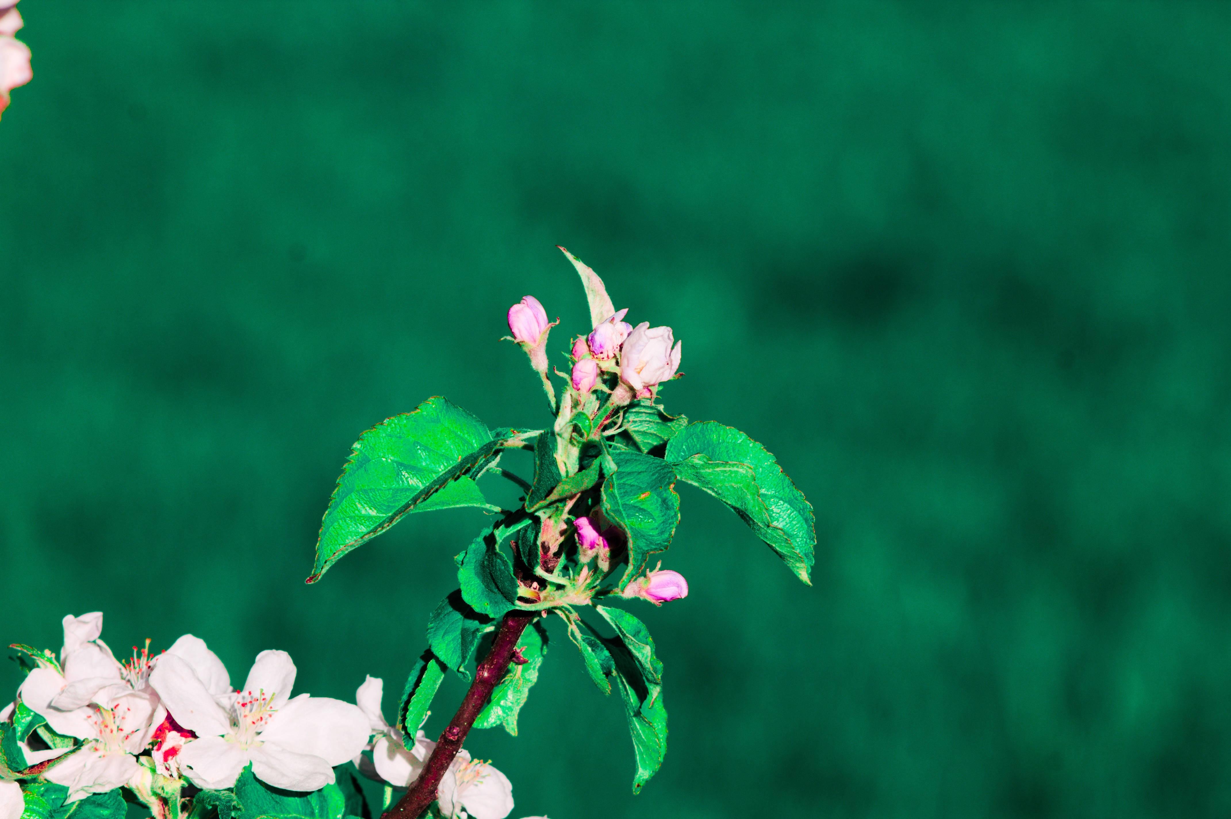 Spring Flower Branch — 4282x2848 wallpaper