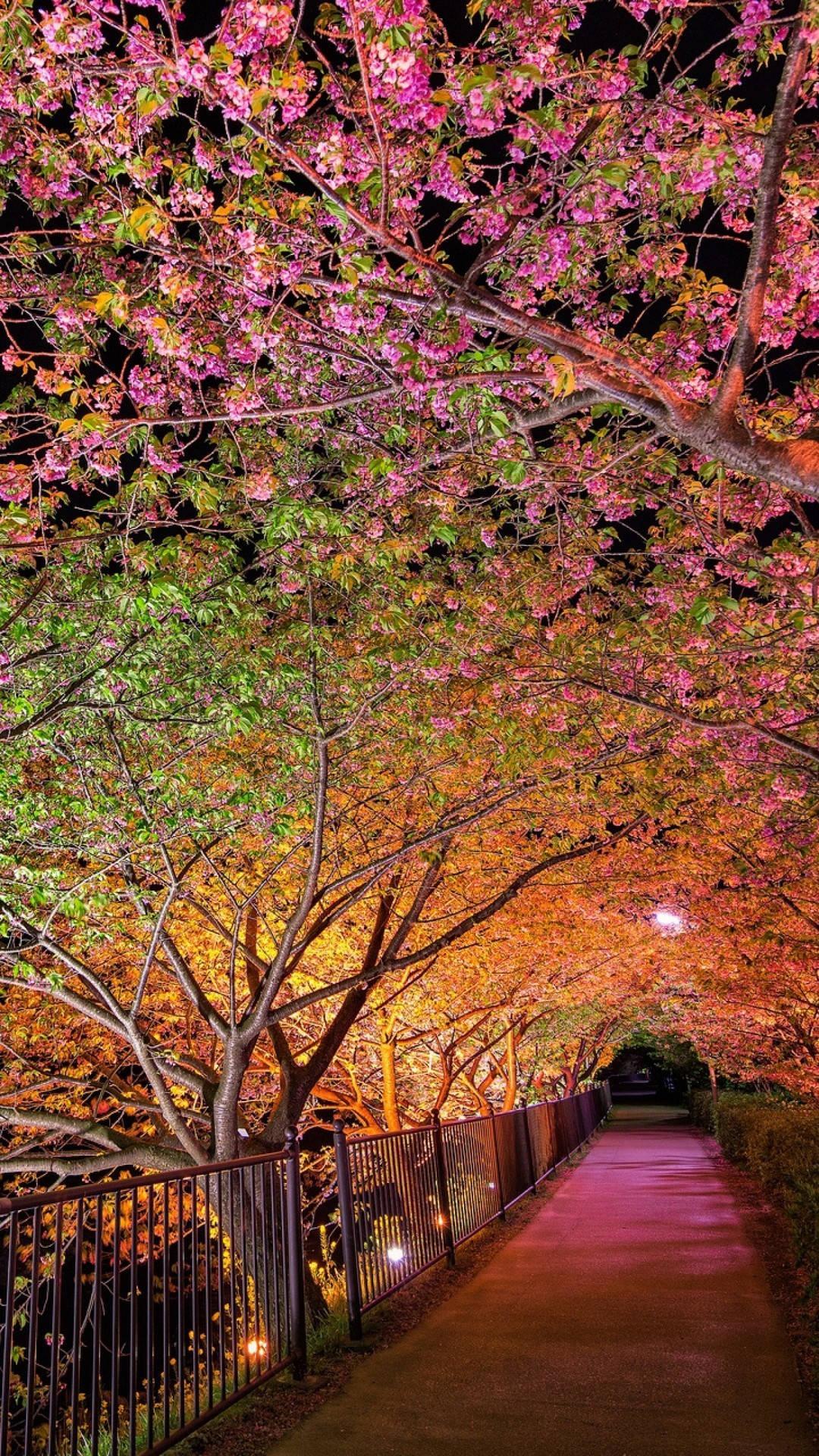 Spring Night Sakura Tree — 1080x1920 wallpaper
