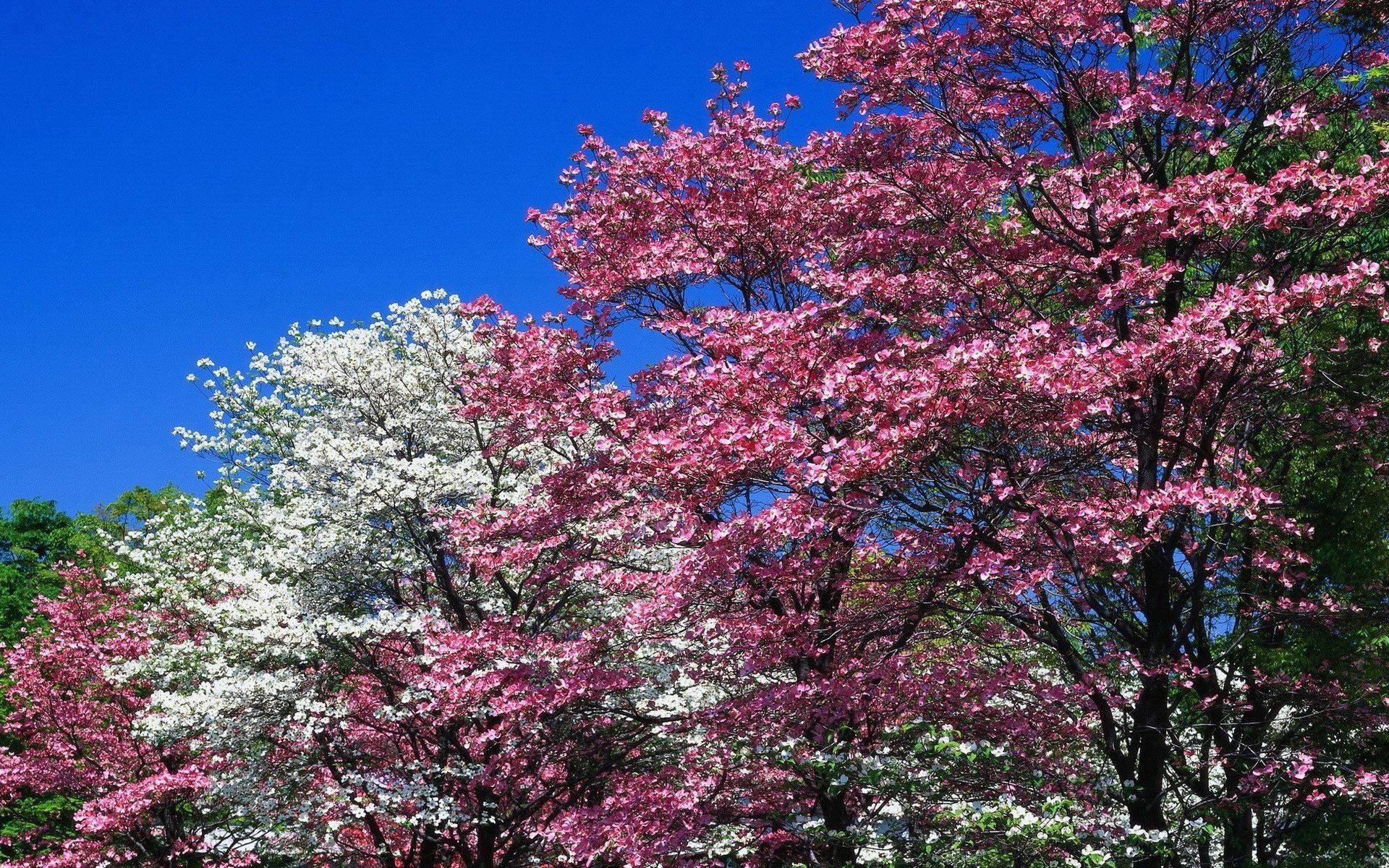 Spring Pink Flowering Trees — 1920x1200 wallpaper