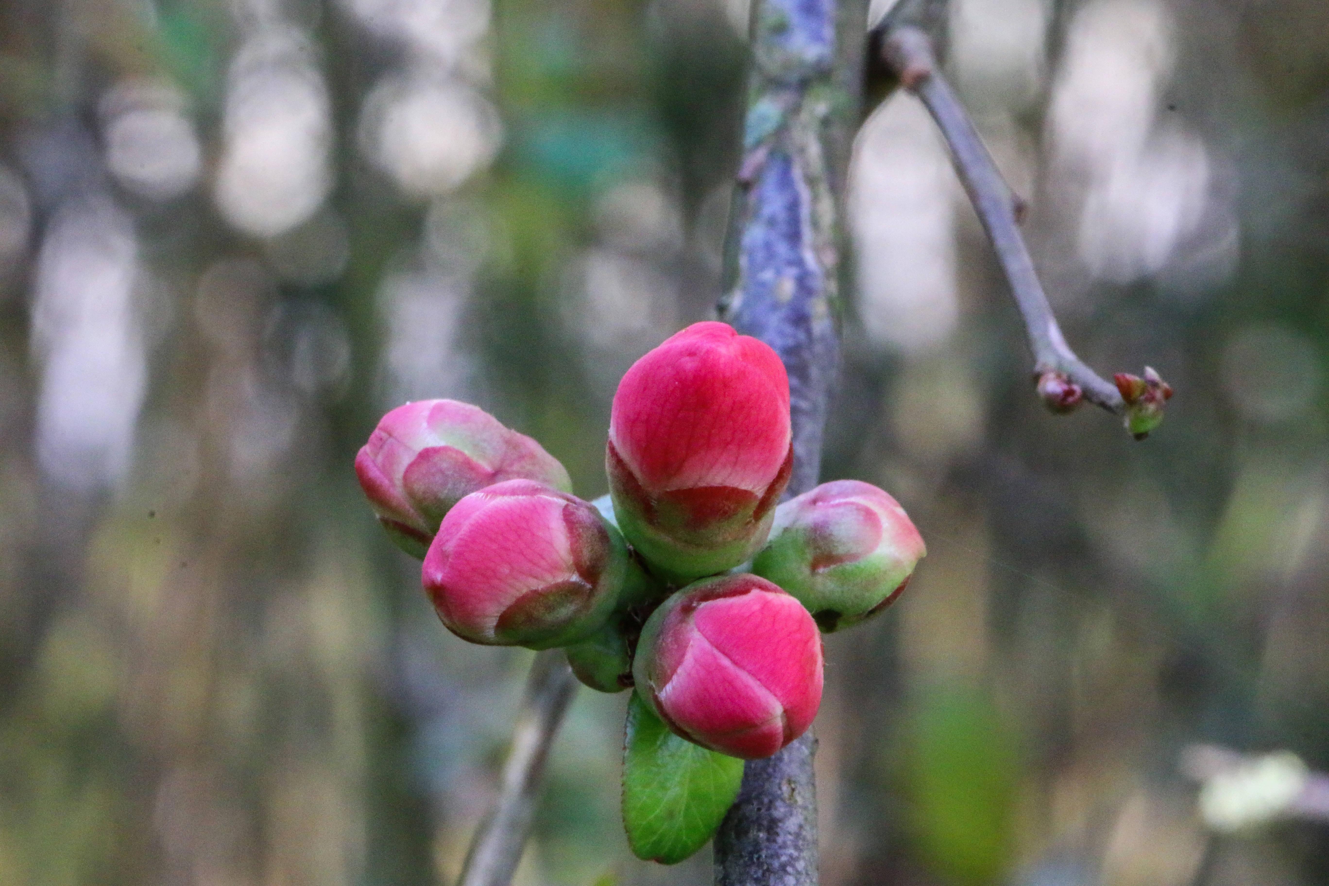 Spring Red Flower Buds — 5472x3648 wallpaper