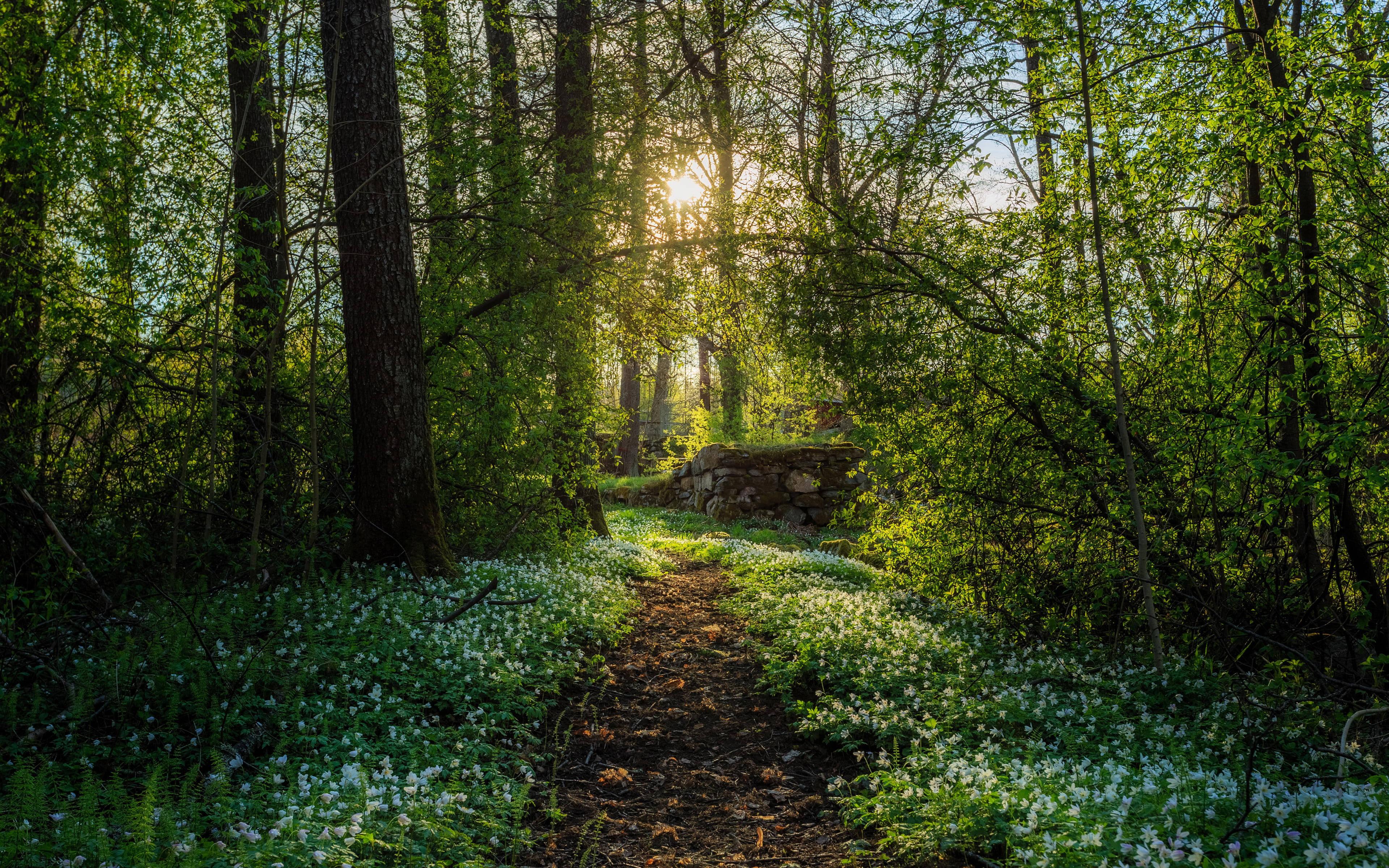 Spring Time Forest Bloom — 3840x2400 wallpaper