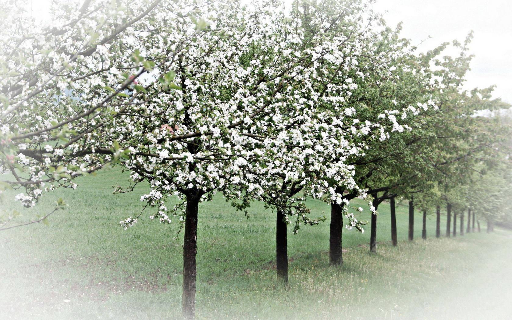 Spring Trees — 1680x1050 wallpaper
