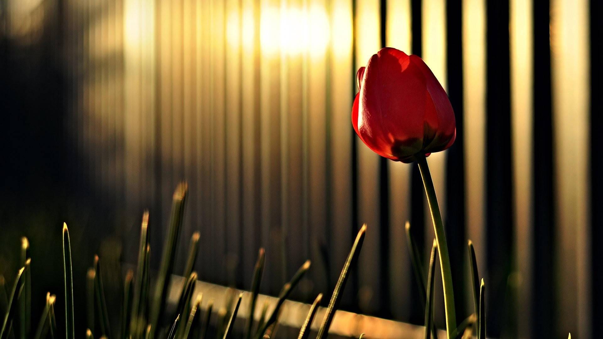Spring Tulips Photography — 1920x1080 wallpaper