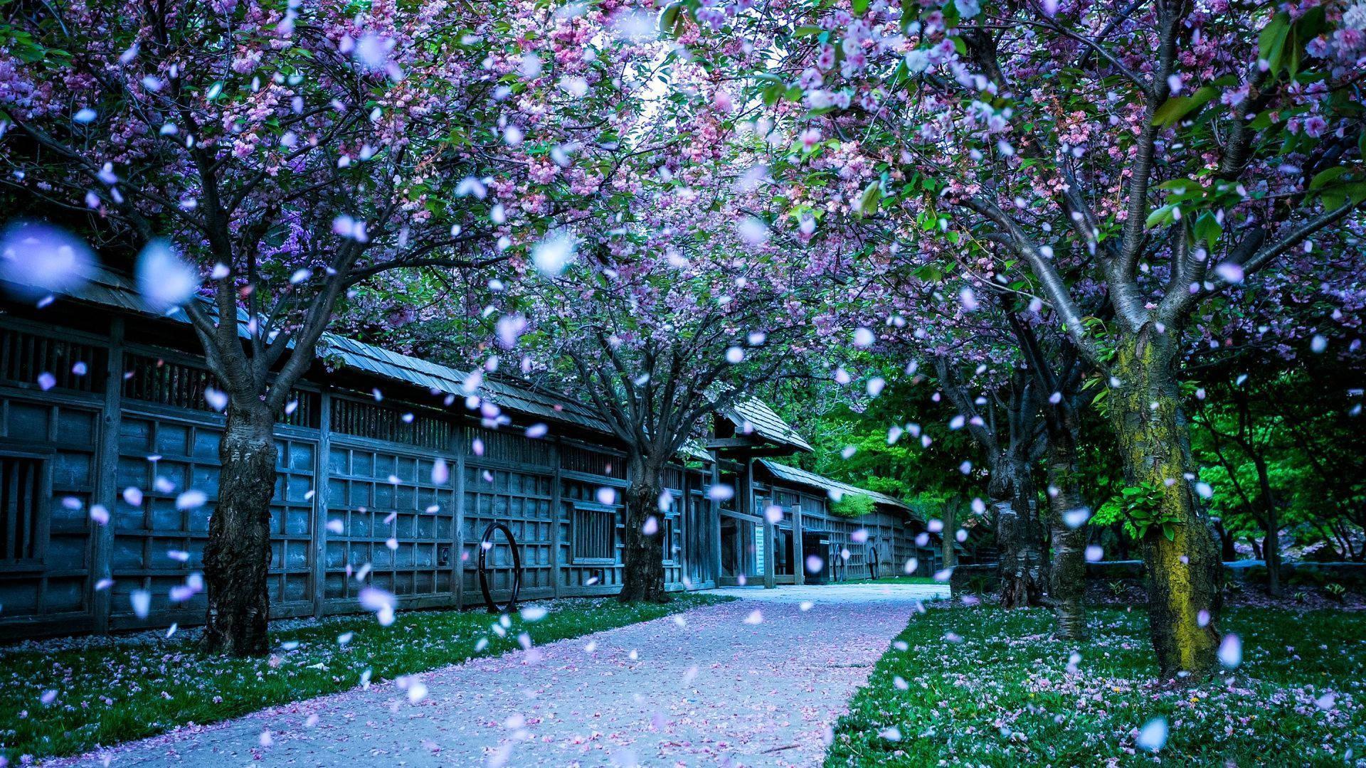 Spring With Petals Falling — 1920x1080 wallpaper