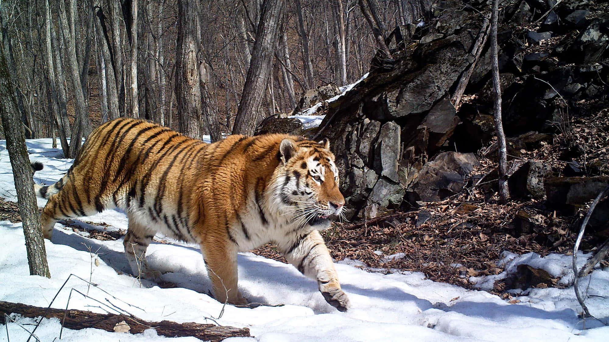 Stalking her prey in the deep forest — 2000x1125 wallpaper
