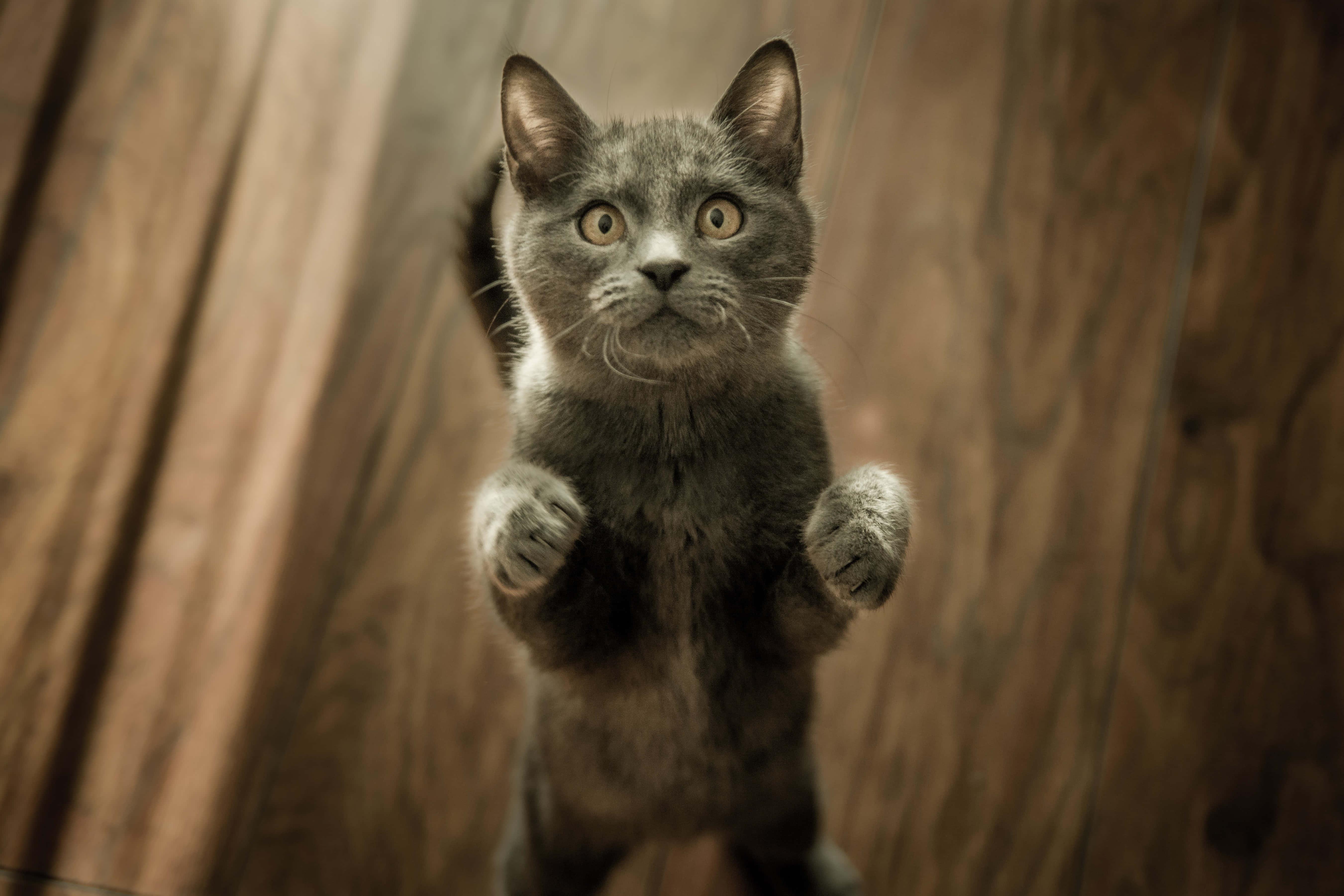 Standing Cute Cat PFP — 5403x3602 wallpaper