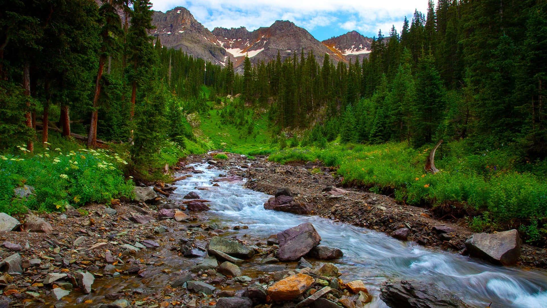 Stream In Green Forest Landscape Picture — 1920x1080 wallpaper
