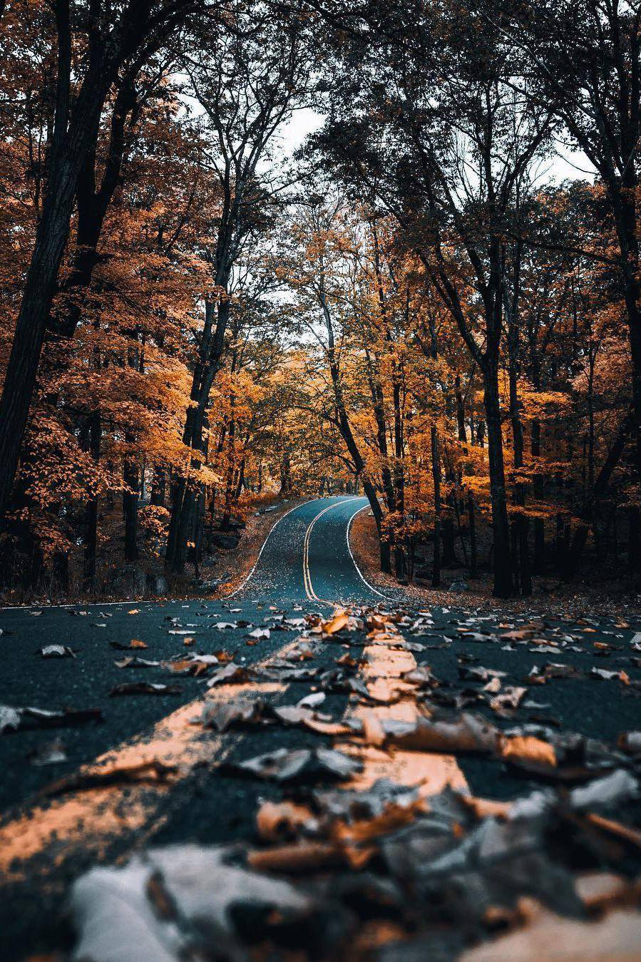 Street And Yellow Trees Fall IPhone — 899x1349 wallpaper