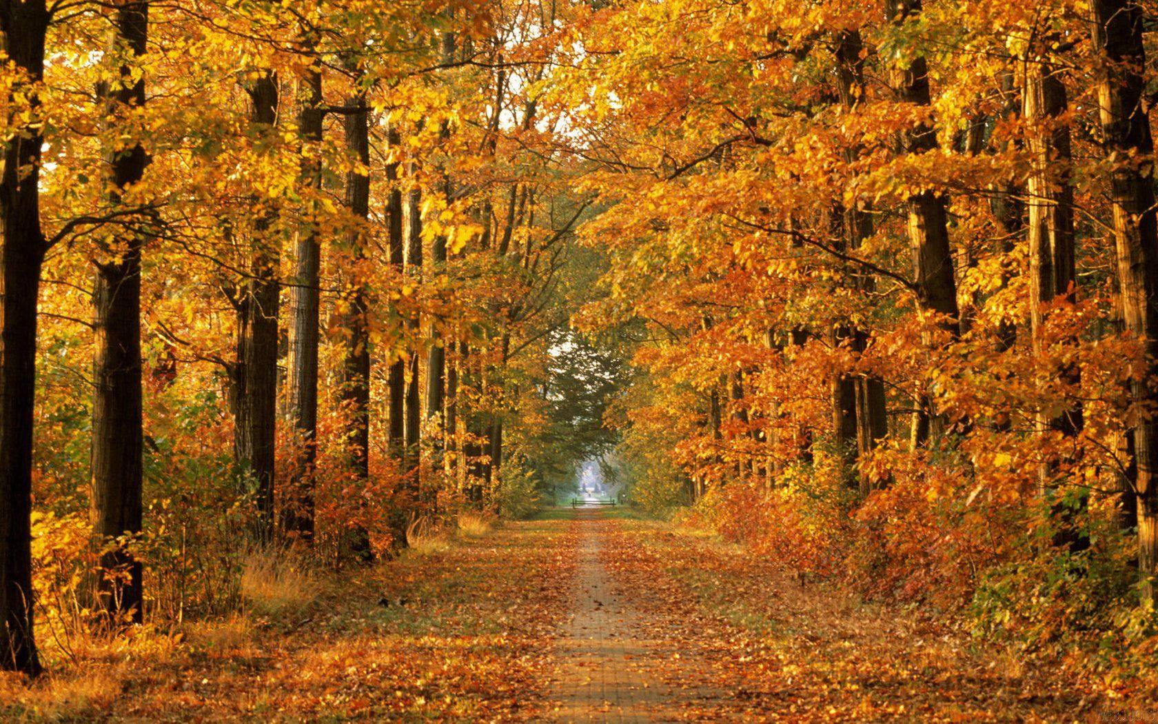 Stretching out between the trees, the Fall foliage gleams with golden hues — 1680x1050 wallpaper