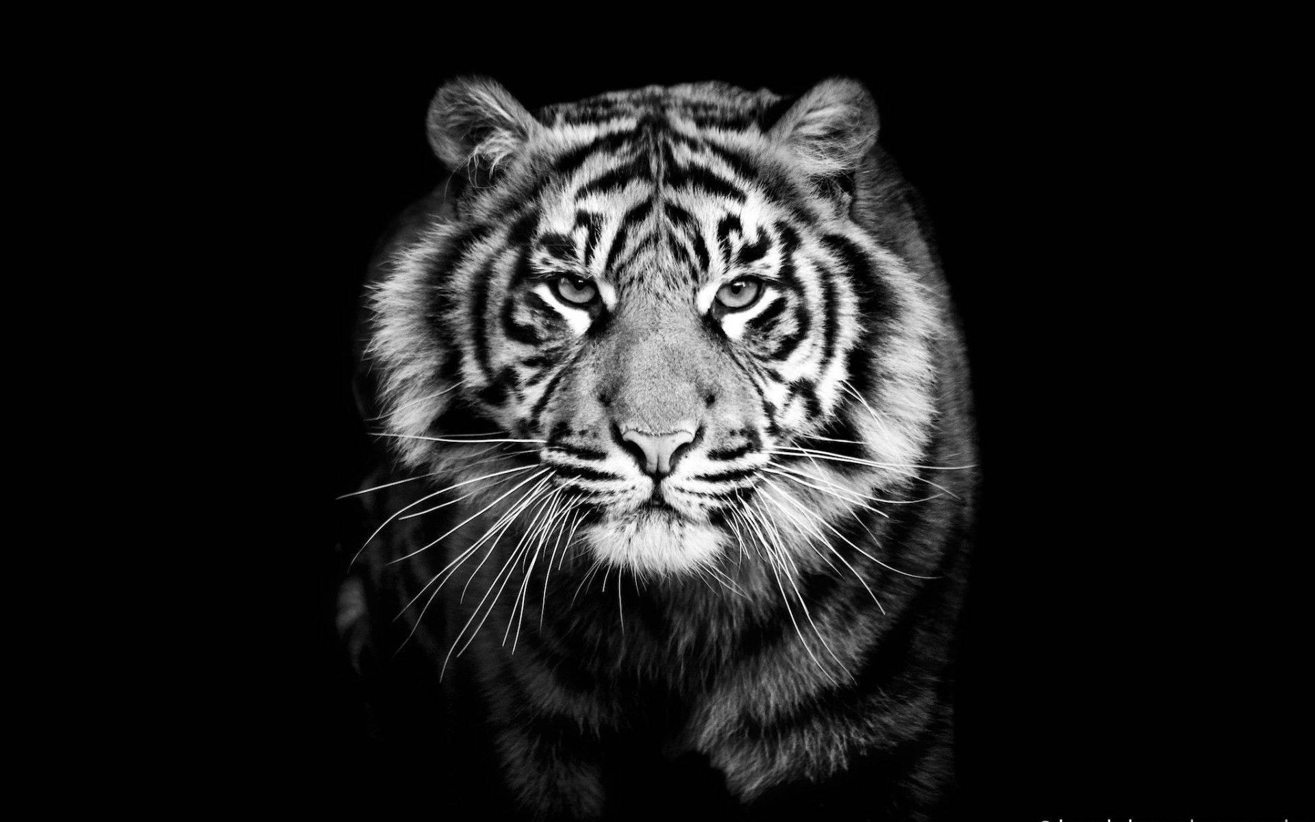 Striking Black and White Tiger Portrait — 1920x1200 wallpaper